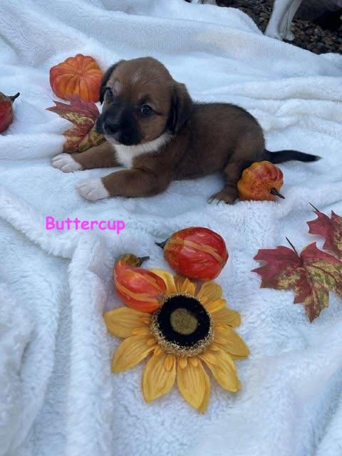 Petal's Pups, Adoptable, Puppy Female Beagle & Labrador Retriever.