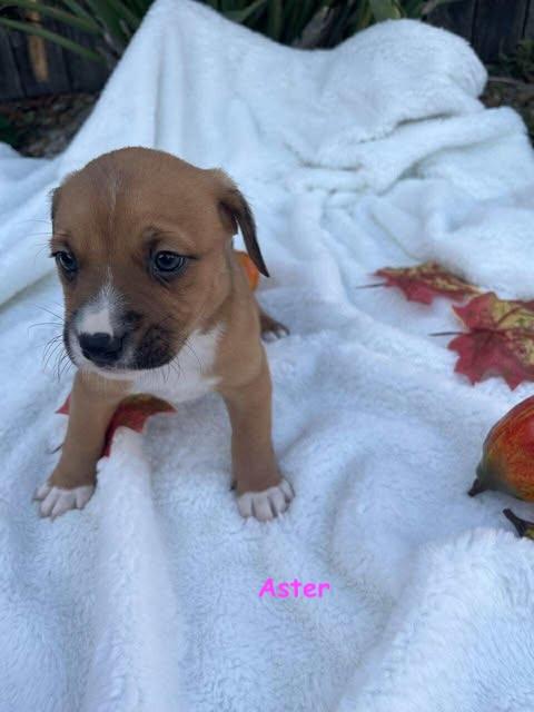 Petal's Pups, a Adoptable mixed breed in Vernon, CT image 4/6