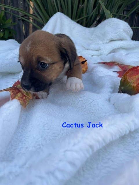 Petal's Pups, a Adoptable mixed breed in Vernon, CT image 5/6