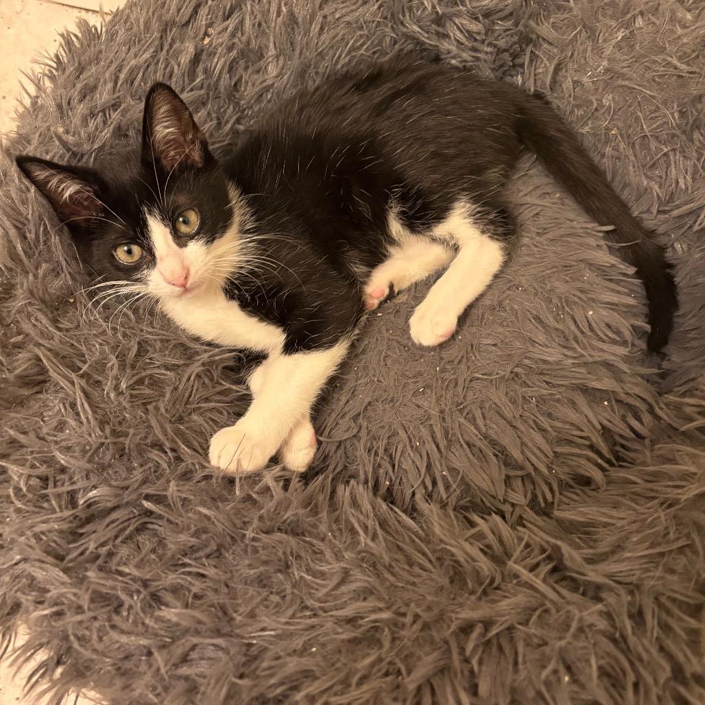 Xena, Adoptable, Young Female Domestic Short Hair & Domestic Short Hair.