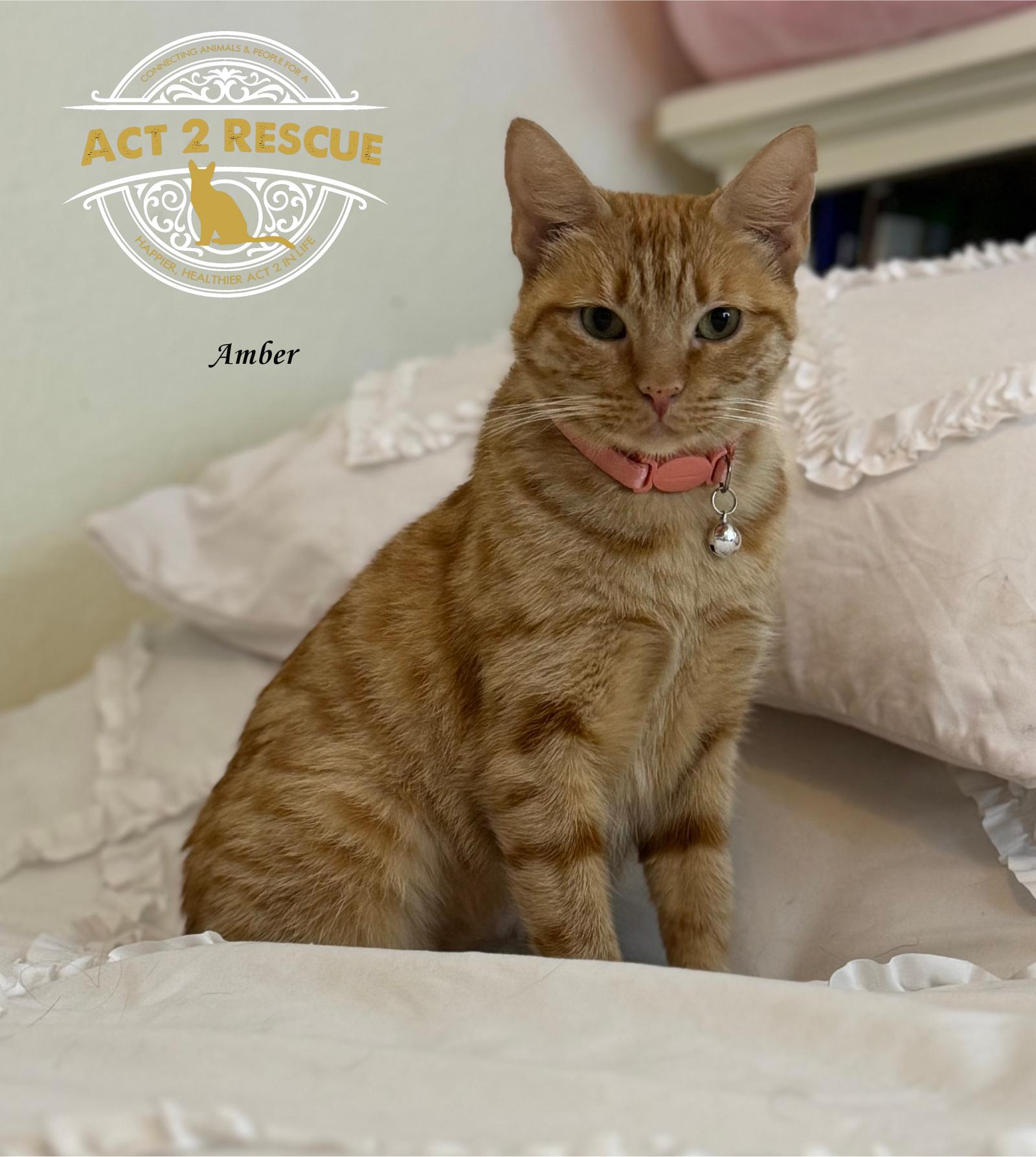 Amber 2, Adoptable, Adult Female Domestic Short Hair.