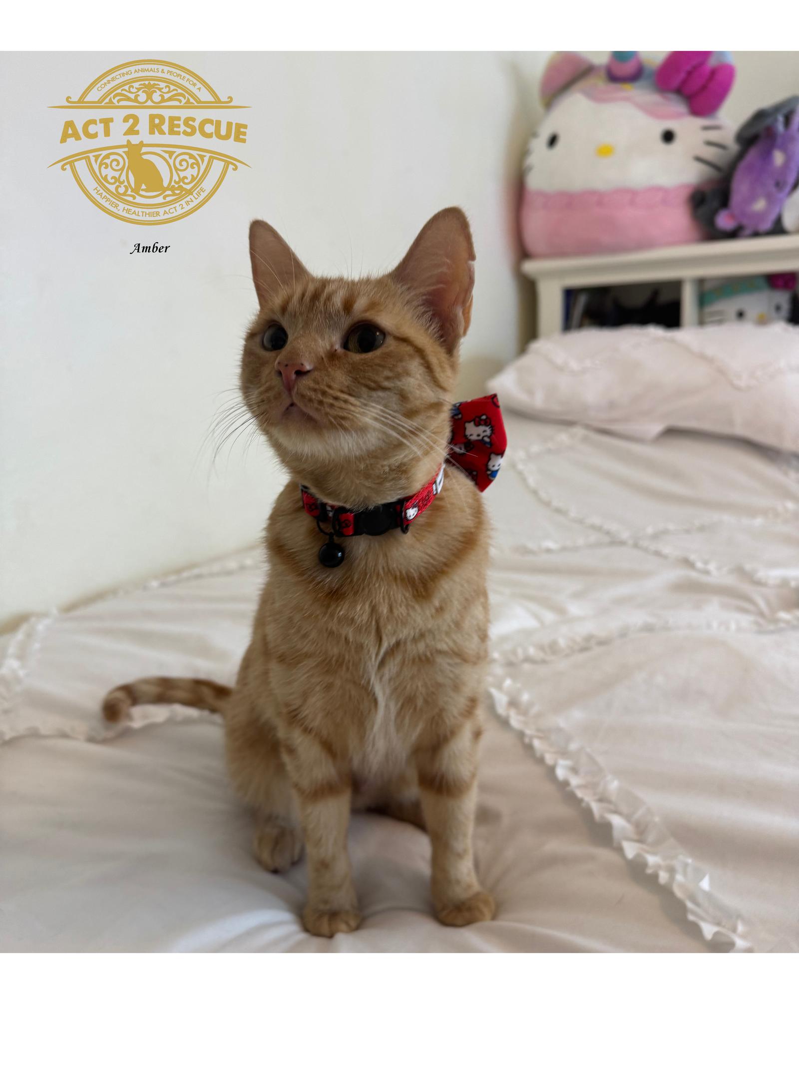 Enlarge Amber 2, a Adoptable Domestic Short Hair in Riverside, CA image 2/3