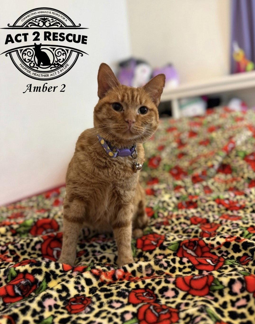 Enlarge Amber 2, a Adoptable Domestic Short Hair in Riverside, CA image 3/3