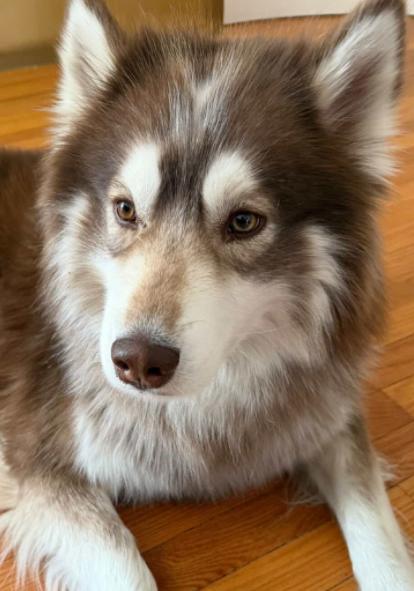 Nuka, Adoptable, Adult Male Alaskan Malamute.