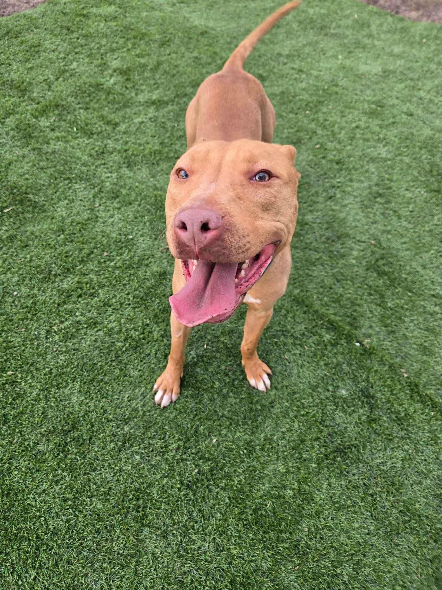 Enlarge Squeak - Foster Needed! Fee Waived, a Adoptable mixed breed in Warrenville, IL image 2/3