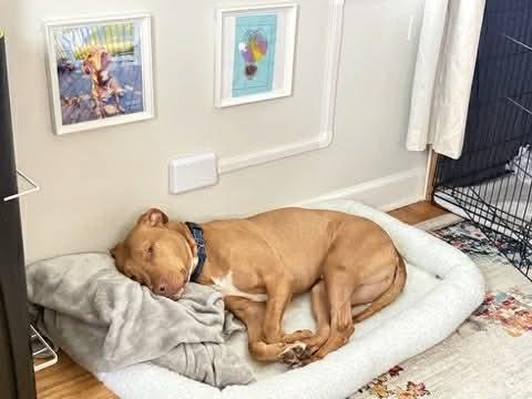 Enlarge Squeak - Fee Waived, a Adoptable mixed breed in Warrenville, IL image 2/6