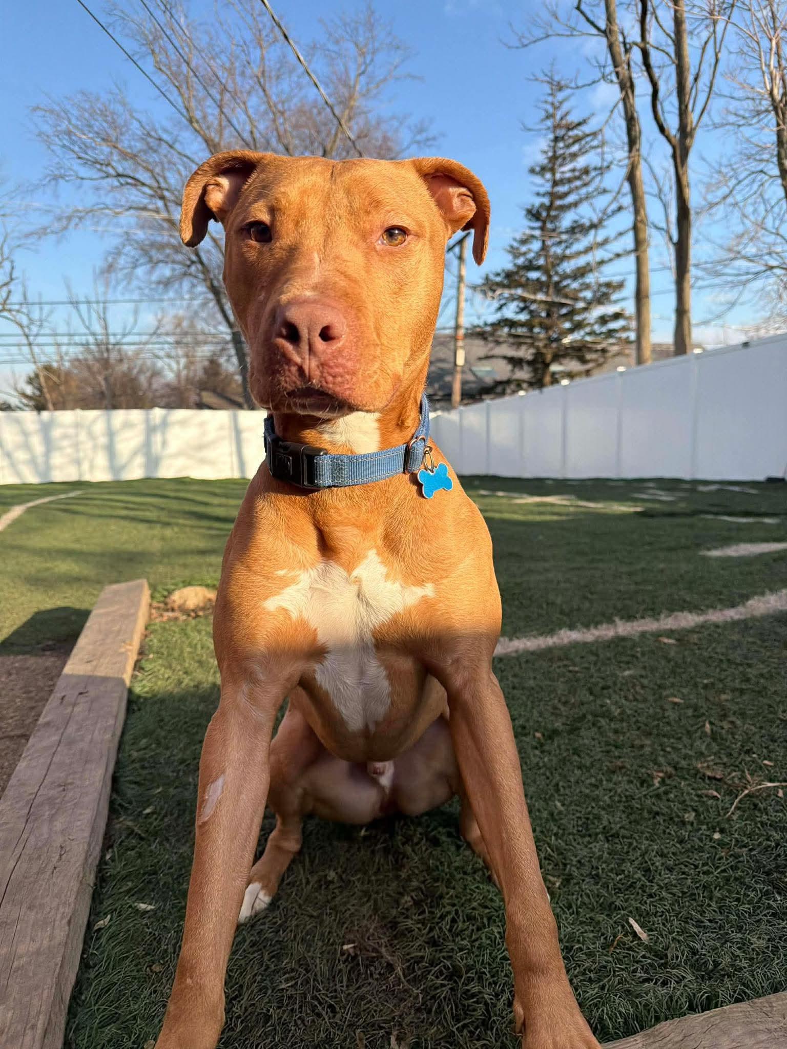 Enlarge Squeak - Fee Waived, a Adoptable mixed breed in Warrenville, IL image 3/6