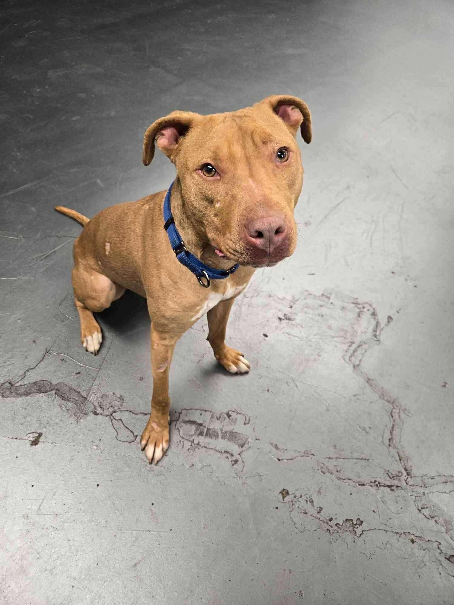 Squeak - Foster Needed! Fee Waived, Adoptable, Young Male American Staffordshire Terrier & Vizsla.