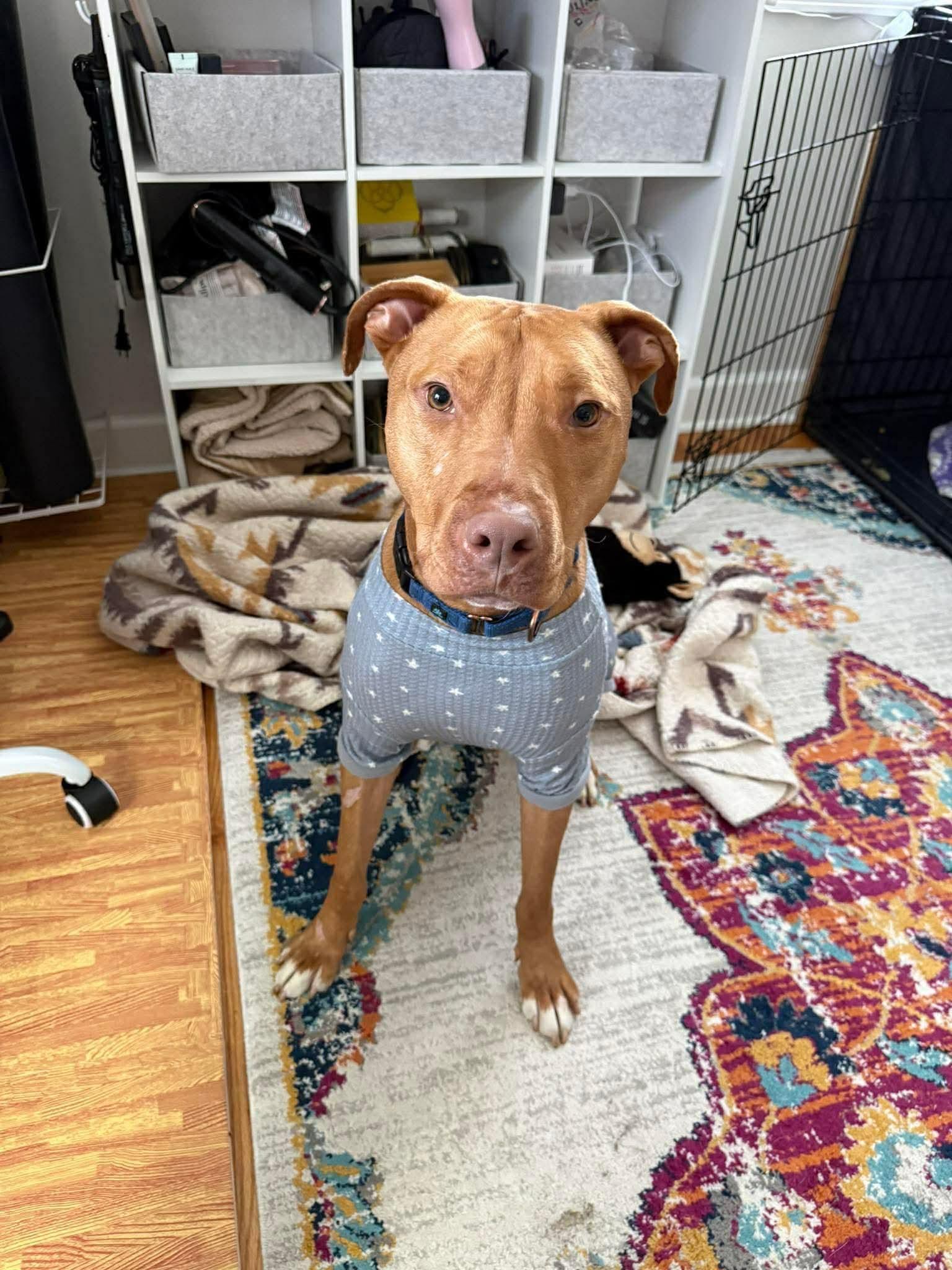 Enlarge Squeak - Fee Waived, a Adoptable mixed breed in Warrenville, IL image 1/6