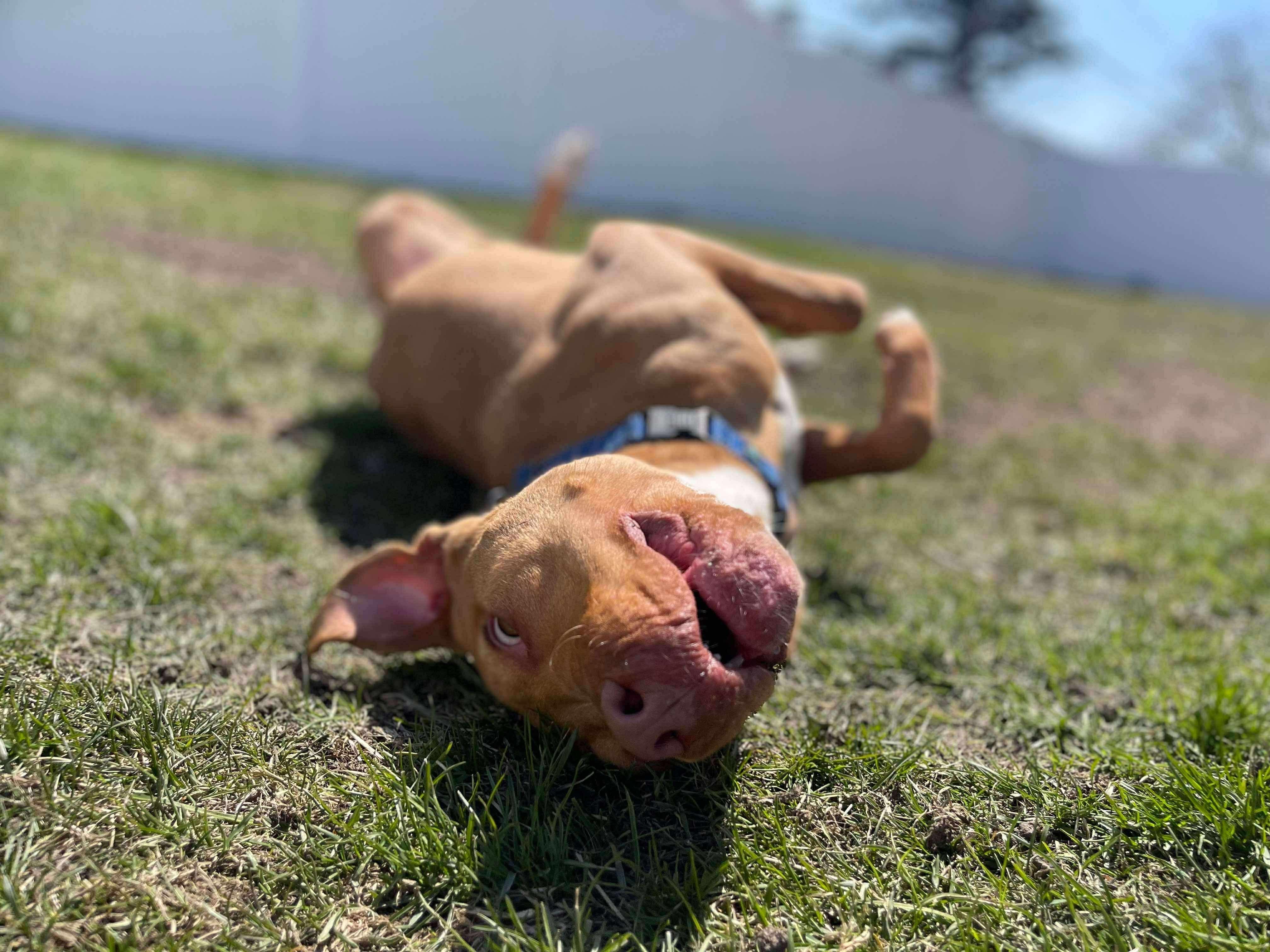 Enlarge Squeak - Foster Needed! Fee Waived, a Adoptable mixed breed in Warrenville, IL image 3/3