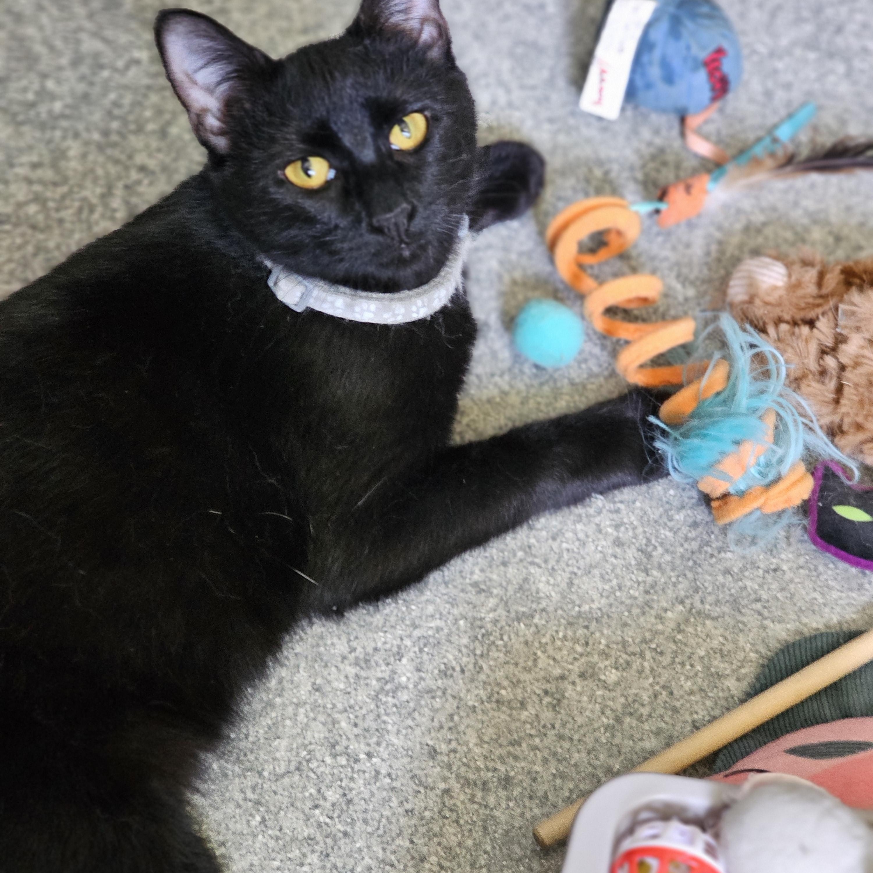 Magic sponsored adoption fee, ADOPTABLE, Young Female Domestic Short Hair.