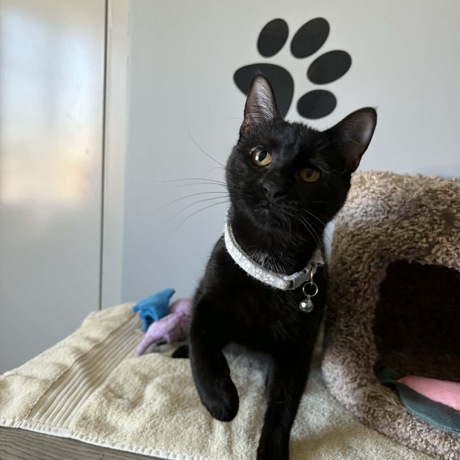 Enlarge Magic, a ADOPTABLE Domestic Short Hair in Minooka, IL image 1/3