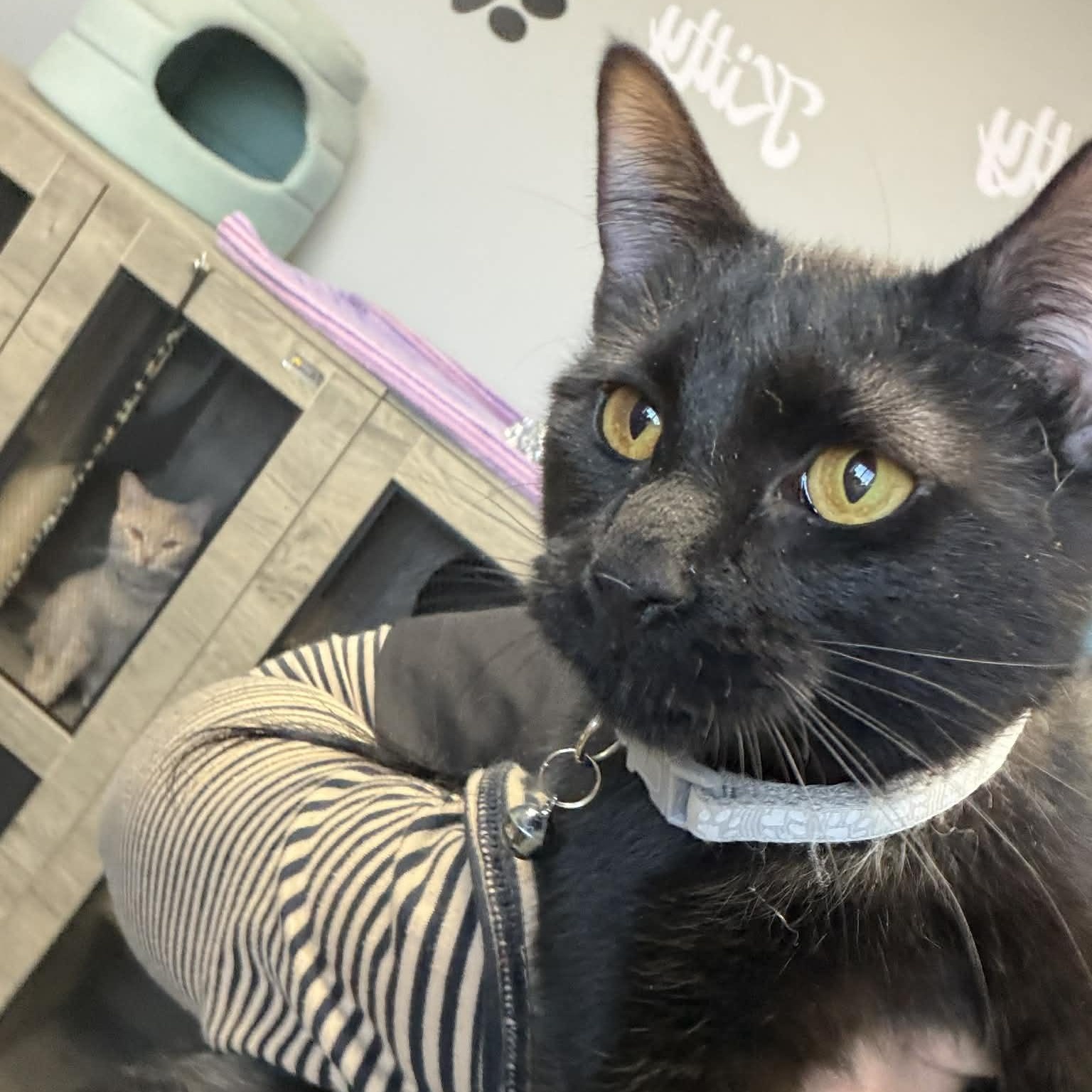 Enlarge Magic, a ADOPTABLE Domestic Short Hair in Minooka, IL image 3/3