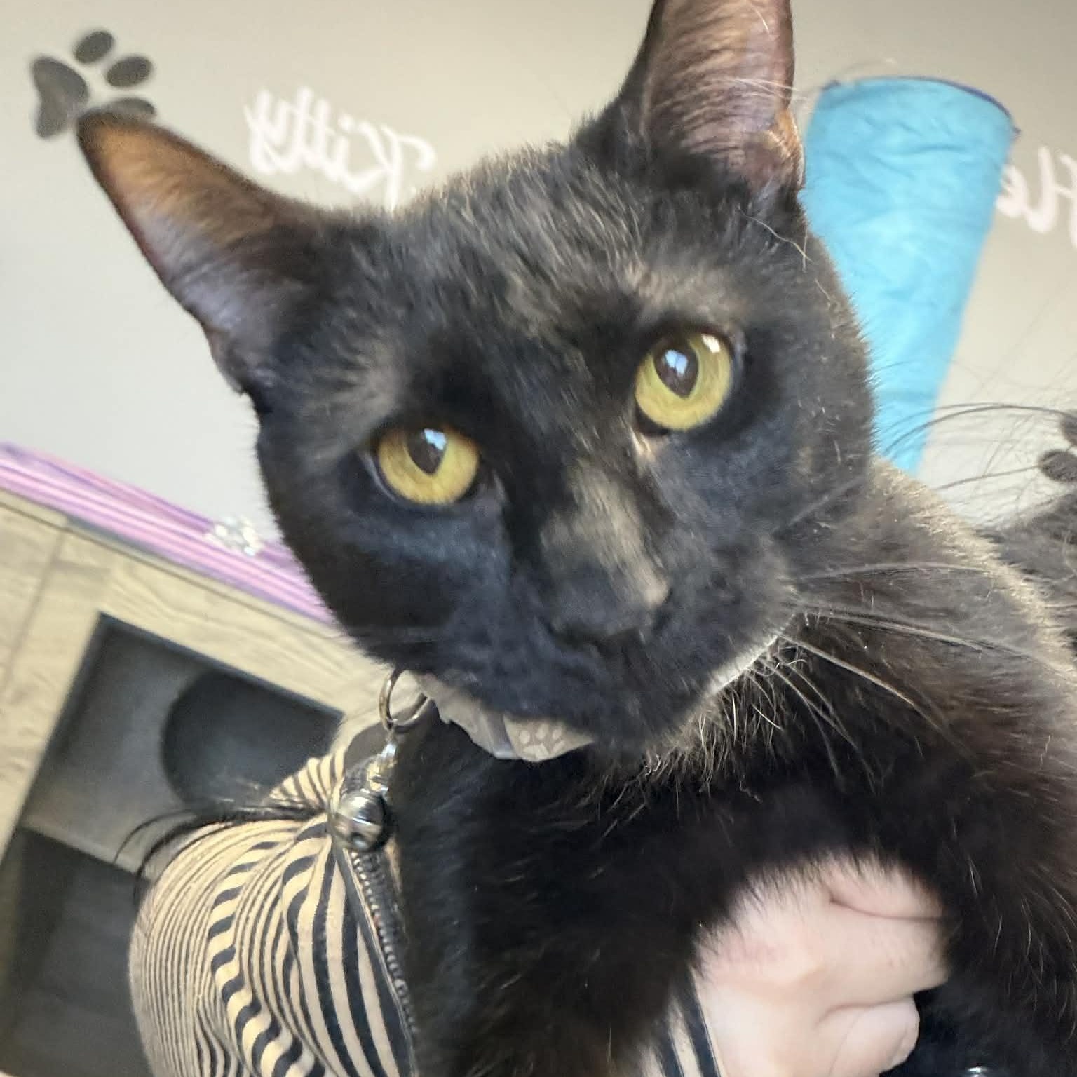 Enlarge Magic, a ADOPTABLE Domestic Short Hair in Minooka, IL image 2/3