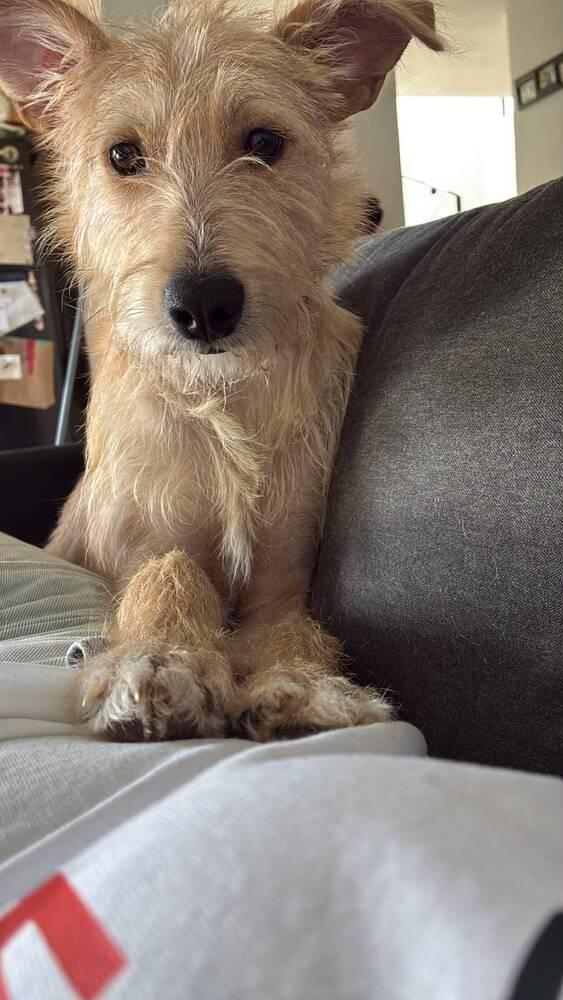 Enlarge BENJI, a Adoptable mixed breed in Langley, BC image 2/6