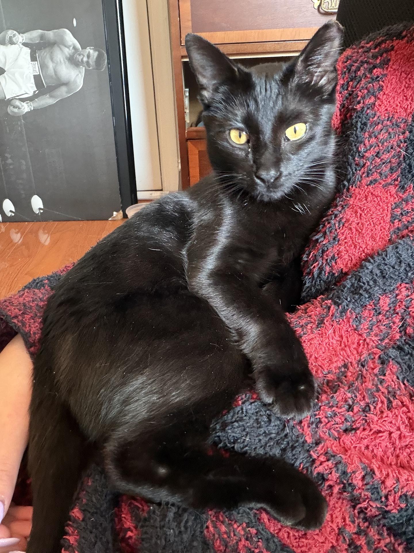 Enlarge Sweetie Sears, an adopted Domestic Short Hair in Philadelphia, PA image 2/6