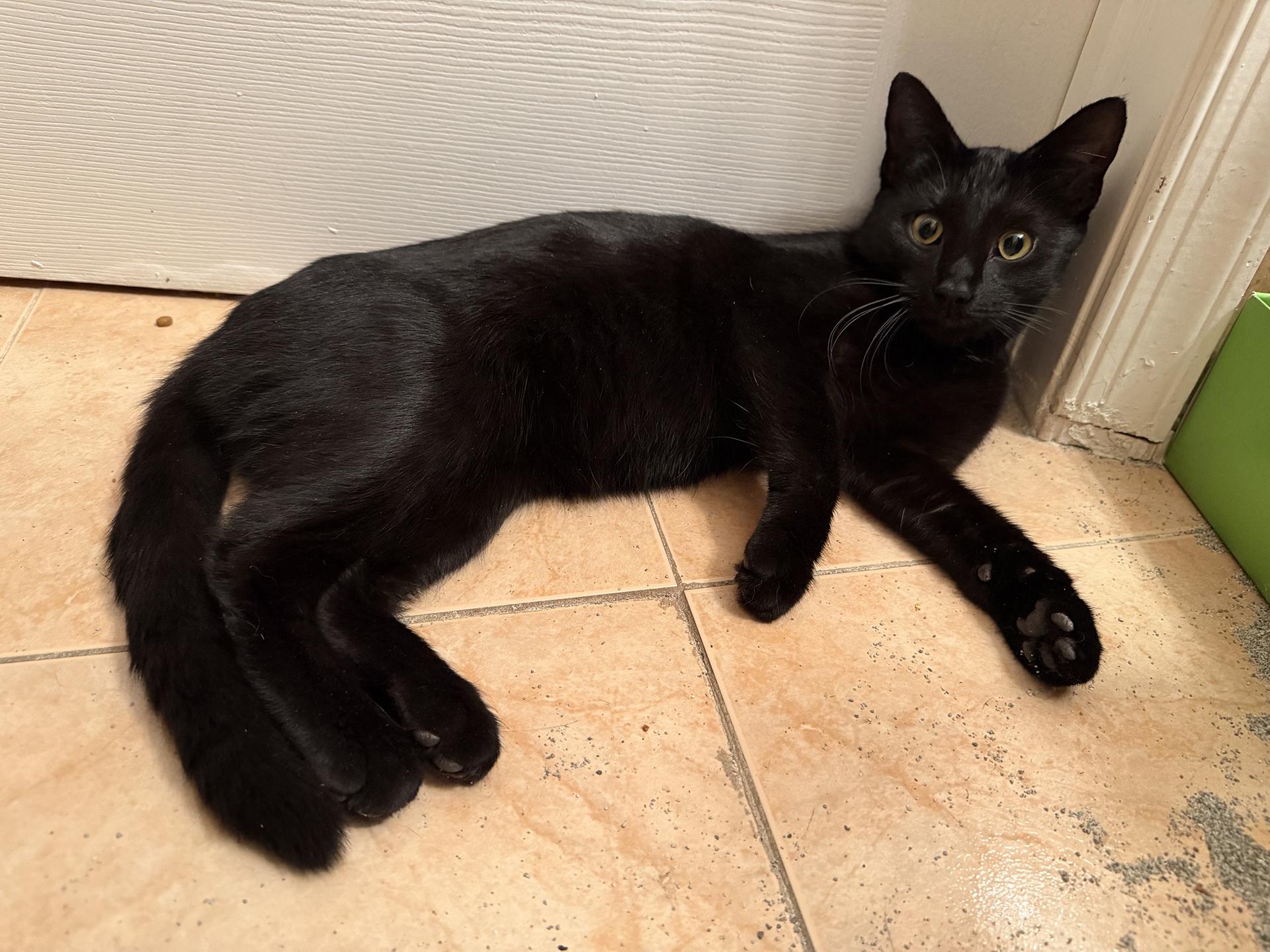 Enlarge Sweetie Sears, an adopted Domestic Short Hair in Philadelphia, PA image 5/6