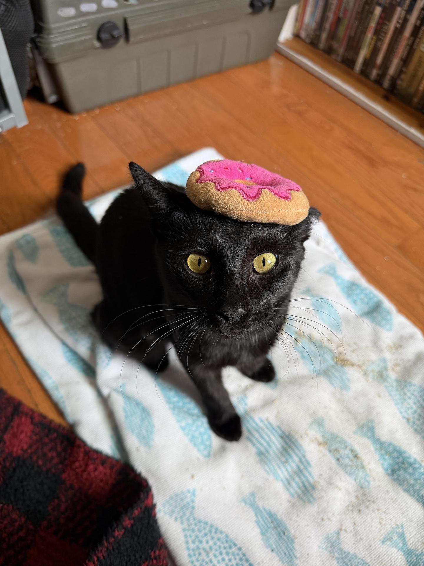 Sweetie Sears, adopted, Young Female Domestic Short Hair.