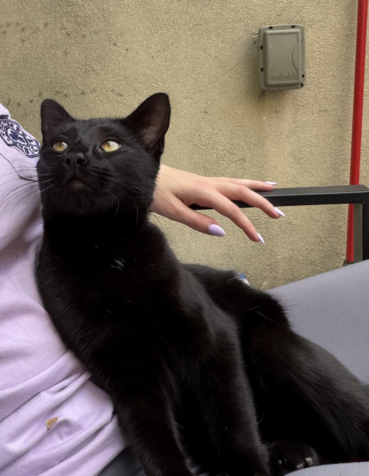 Enlarge Sweetie Sears, an adopted Domestic Short Hair in Philadelphia, PA image 6/6