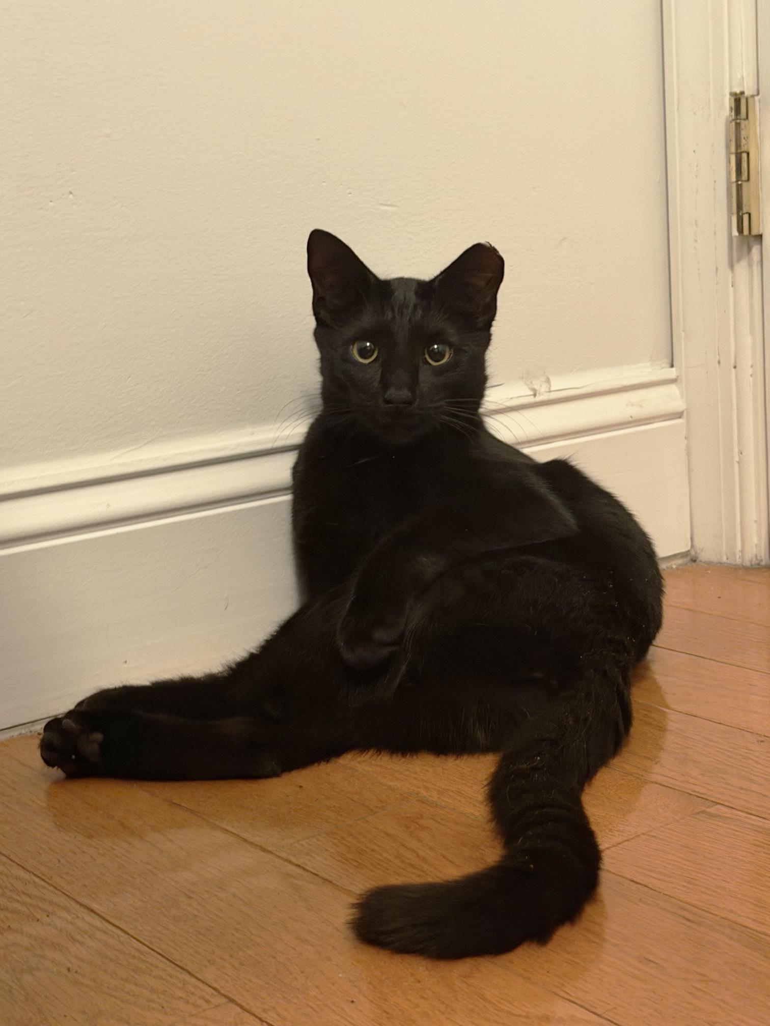 Enlarge Sweetie Sears, an adopted Domestic Short Hair in Philadelphia, PA image 3/6