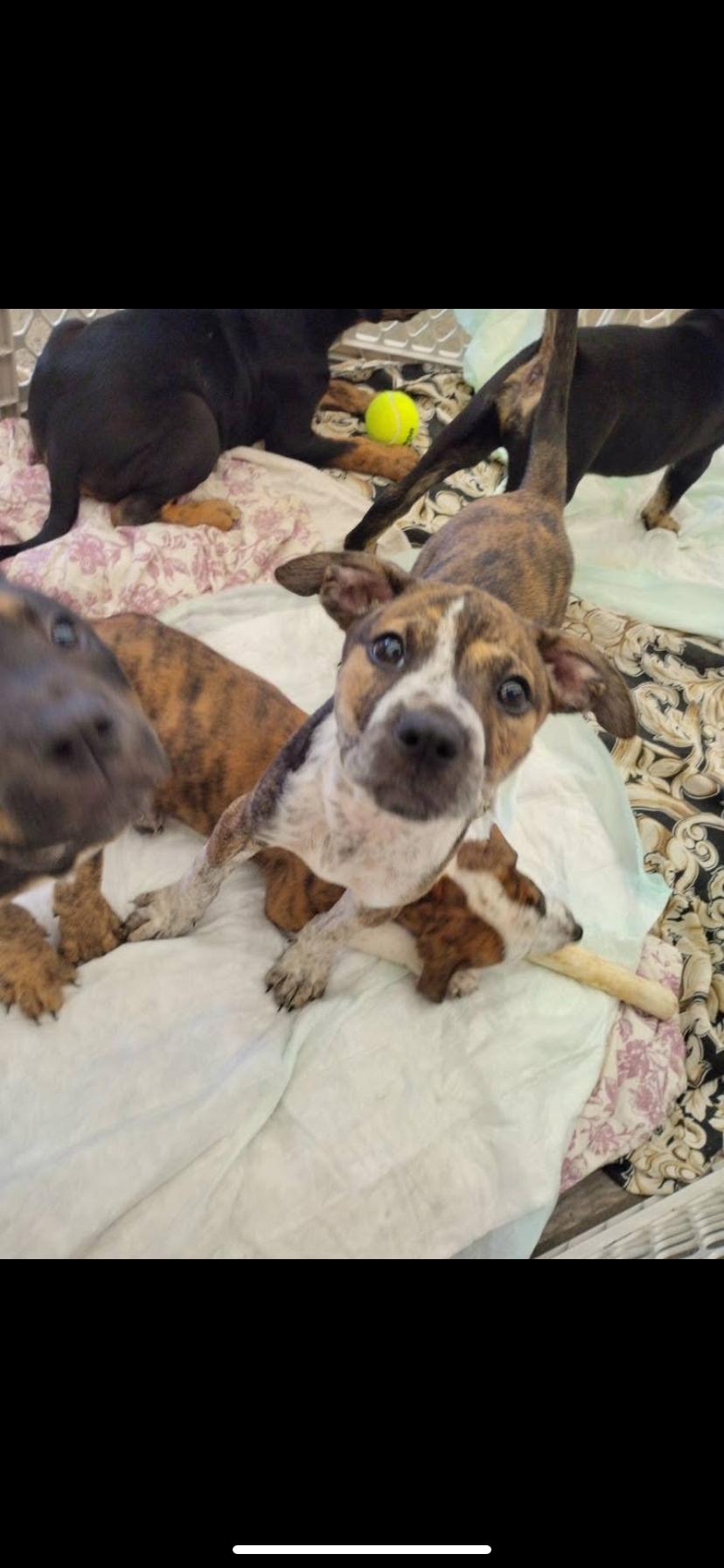 Puppies