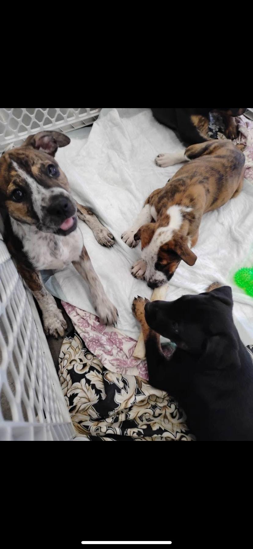 Puppies