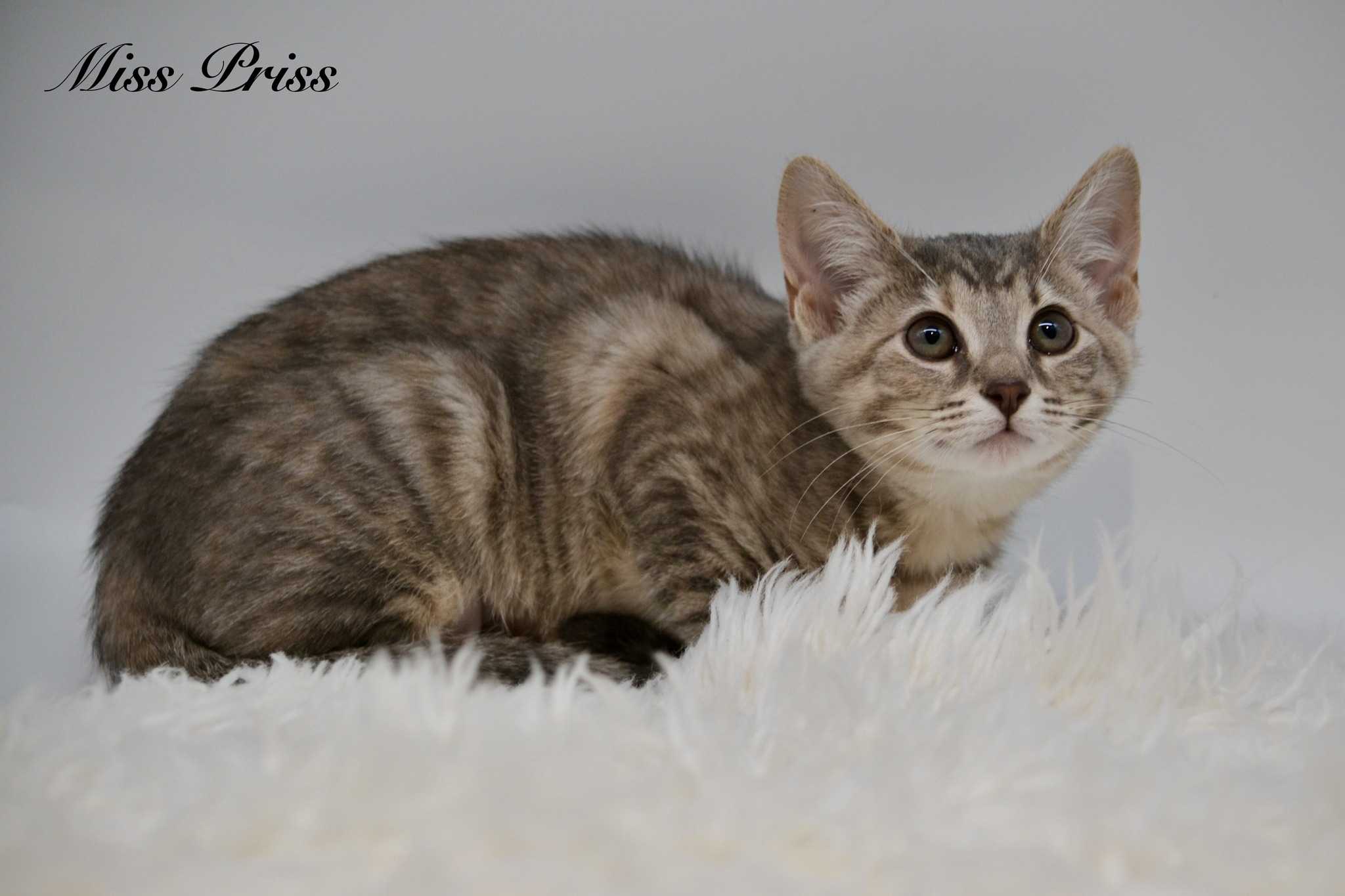 Miss Priss