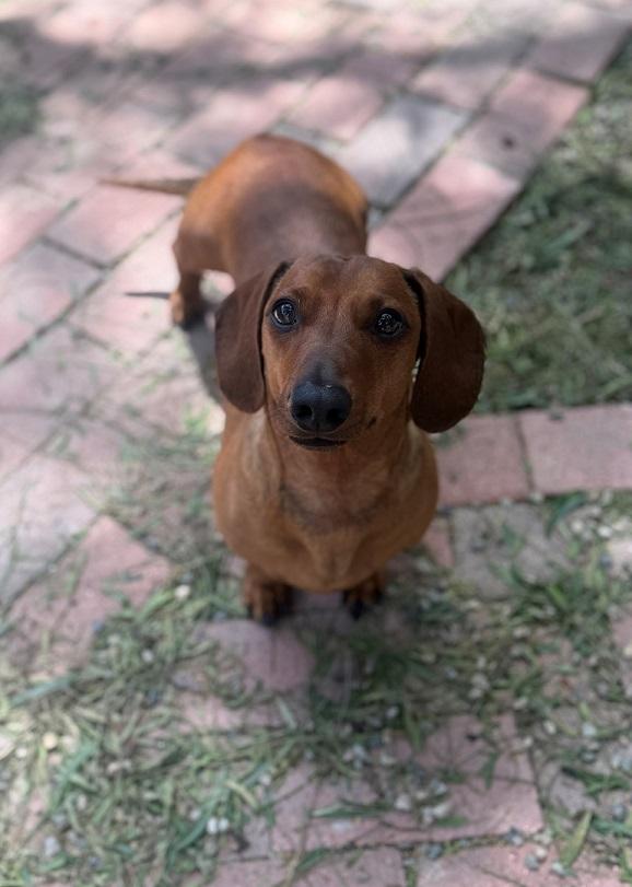 Dieter