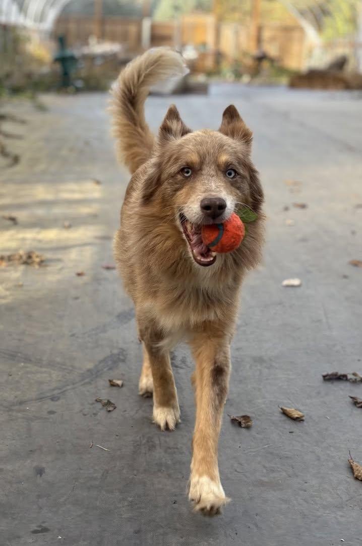 Finn, ADOPTABLE, Young Male Mixed Breed & Australian Shepherd.