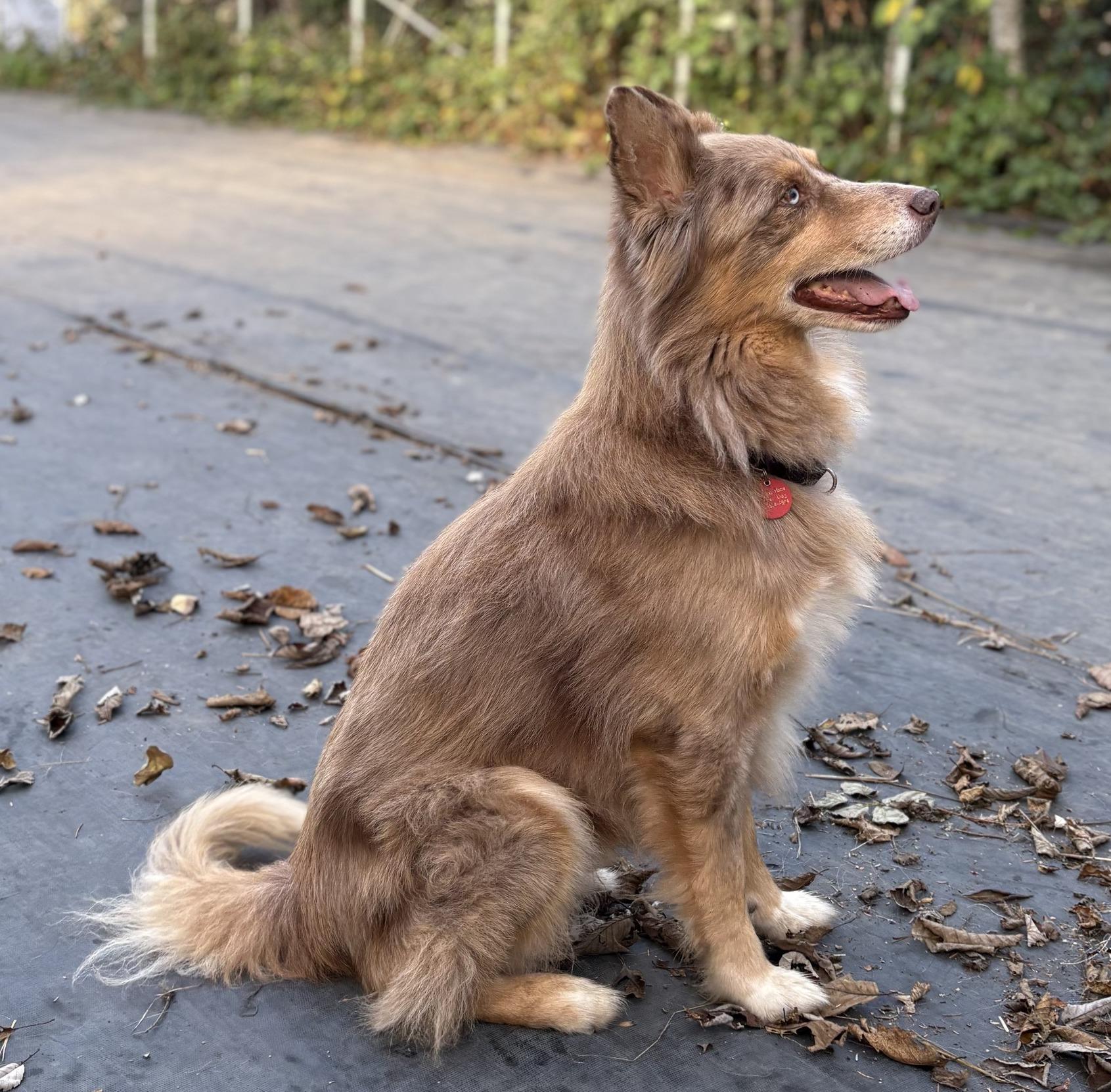 Enlarge Finn, a ADOPTABLE mixed breed in Portland, OR image 2/5