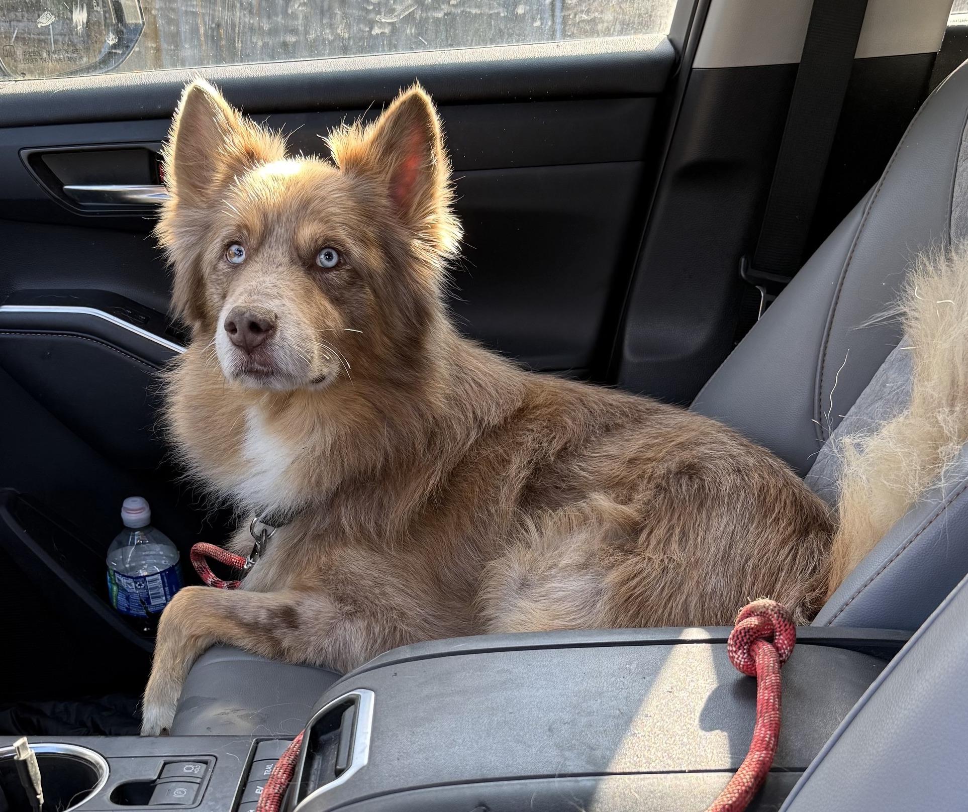 Enlarge Finn, a ADOPTABLE mixed breed in Portland, OR image 3/5
