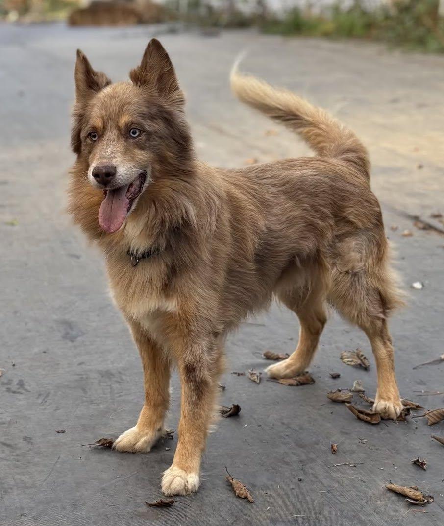 Enlarge Finn, a ADOPTABLE mixed breed in Portland, OR image 4/5
