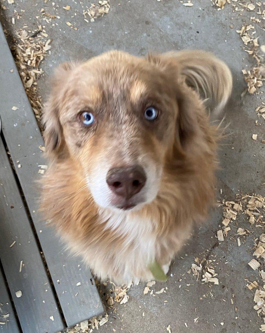 Enlarge Finn, a ADOPTABLE mixed breed in Portland, OR image 5/5