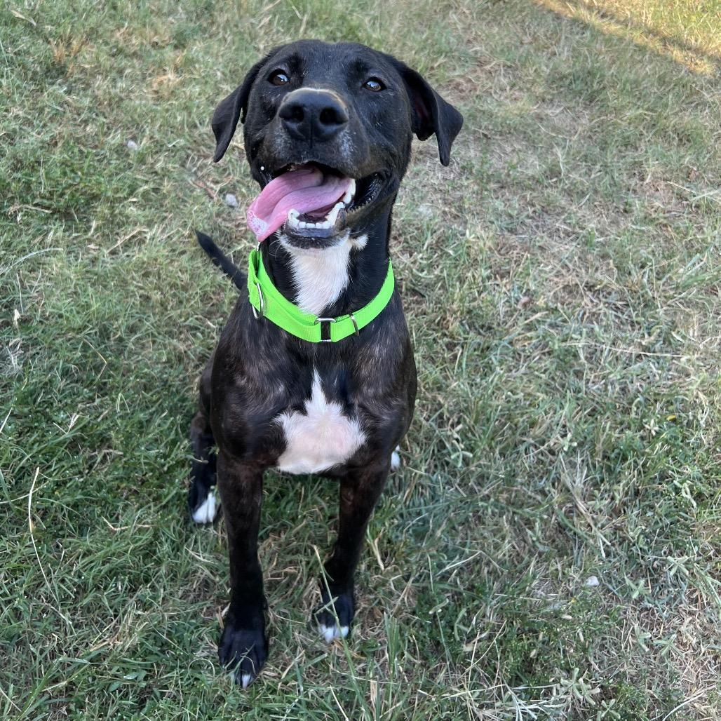 Enlarge Osborne, a Adoptable mixed breed in Middleton, WI image 5/6