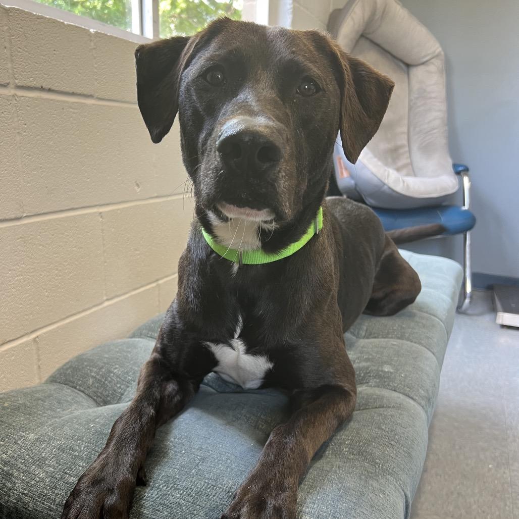 Enlarge Osborne, a Adoptable mixed breed in Middleton, WI image 6/6