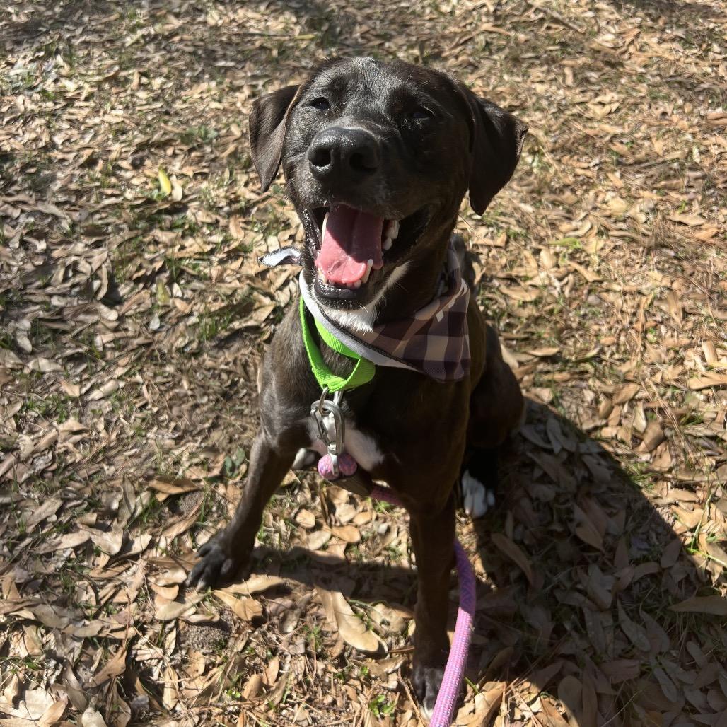 Enlarge Osborne, a Adoptable mixed breed in Middleton, WI image 3/6