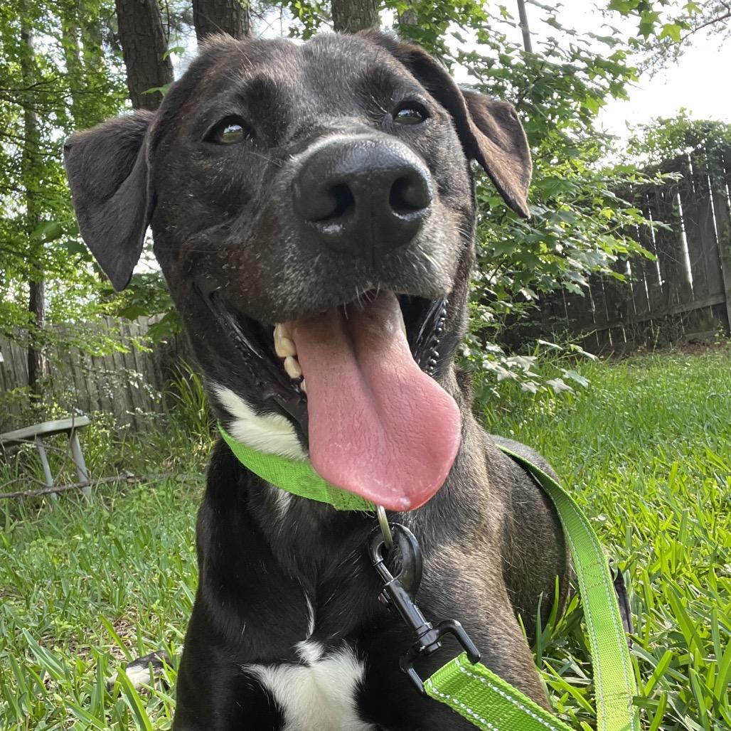 Osborne, Adoptable, Young Male Labrador Retriever.