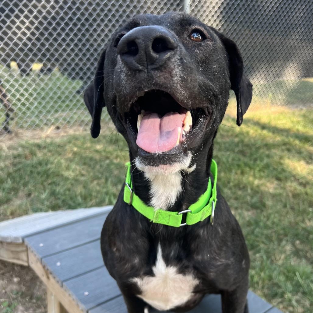 Enlarge Osborne, a Adoptable mixed breed in Middleton, WI image 2/6
