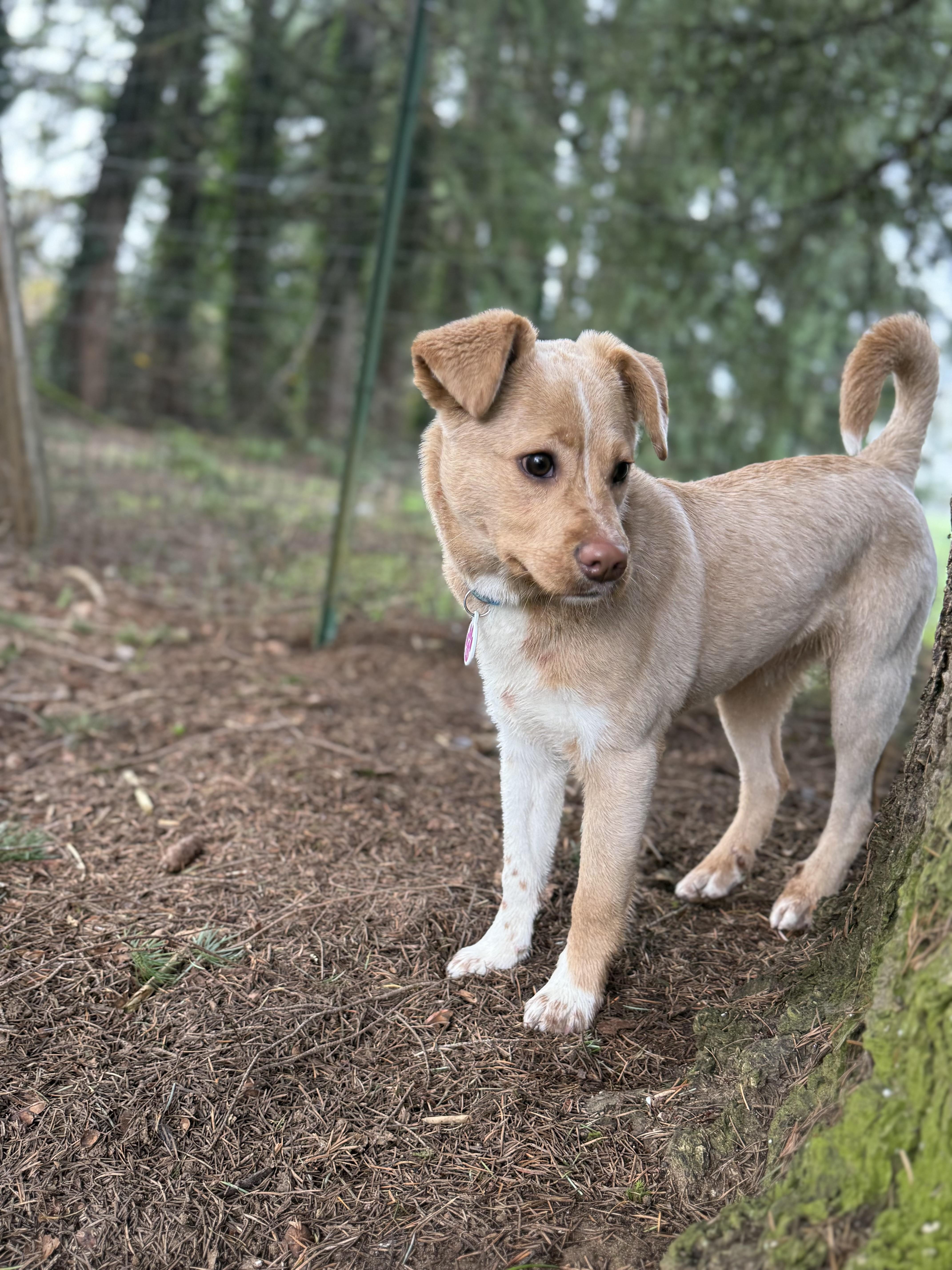 Kip, a ADOPTABLE mixed breed in Eugene, OR image 4/5