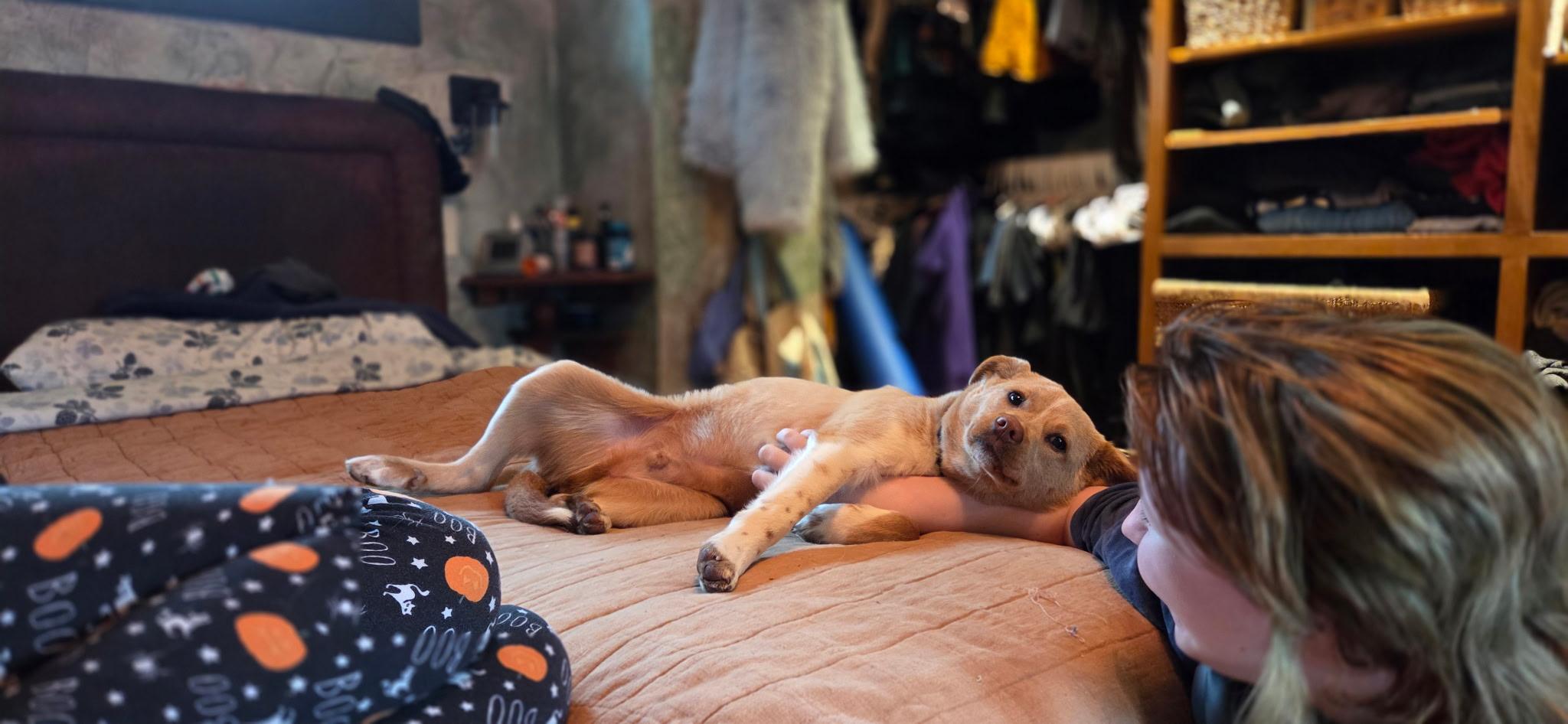 Enlarge Kip, an adopted mixed breed in Eugene, OR image 4/5