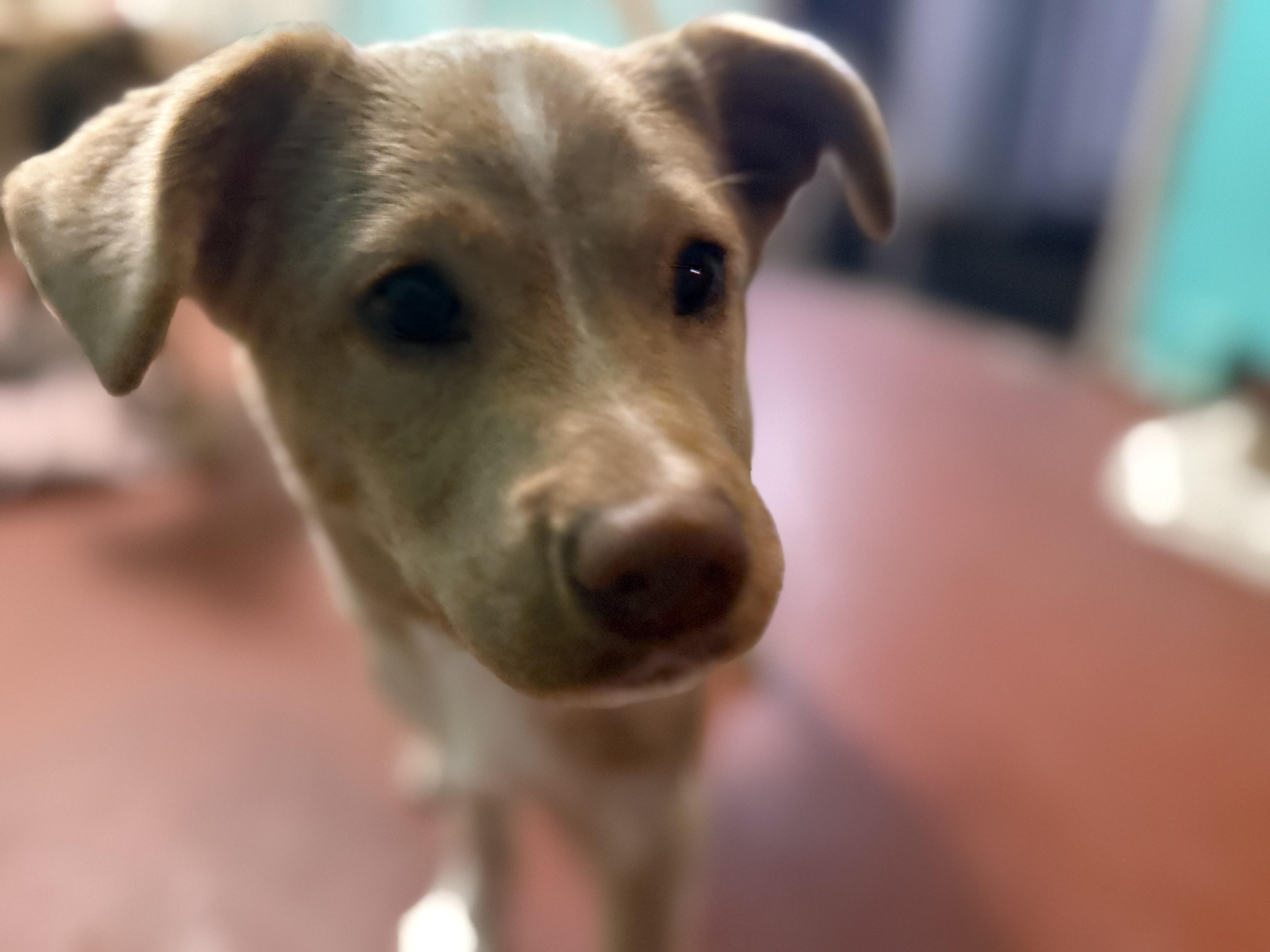 Kip, a ADOPTABLE mixed breed in Eugene, OR image 2/5