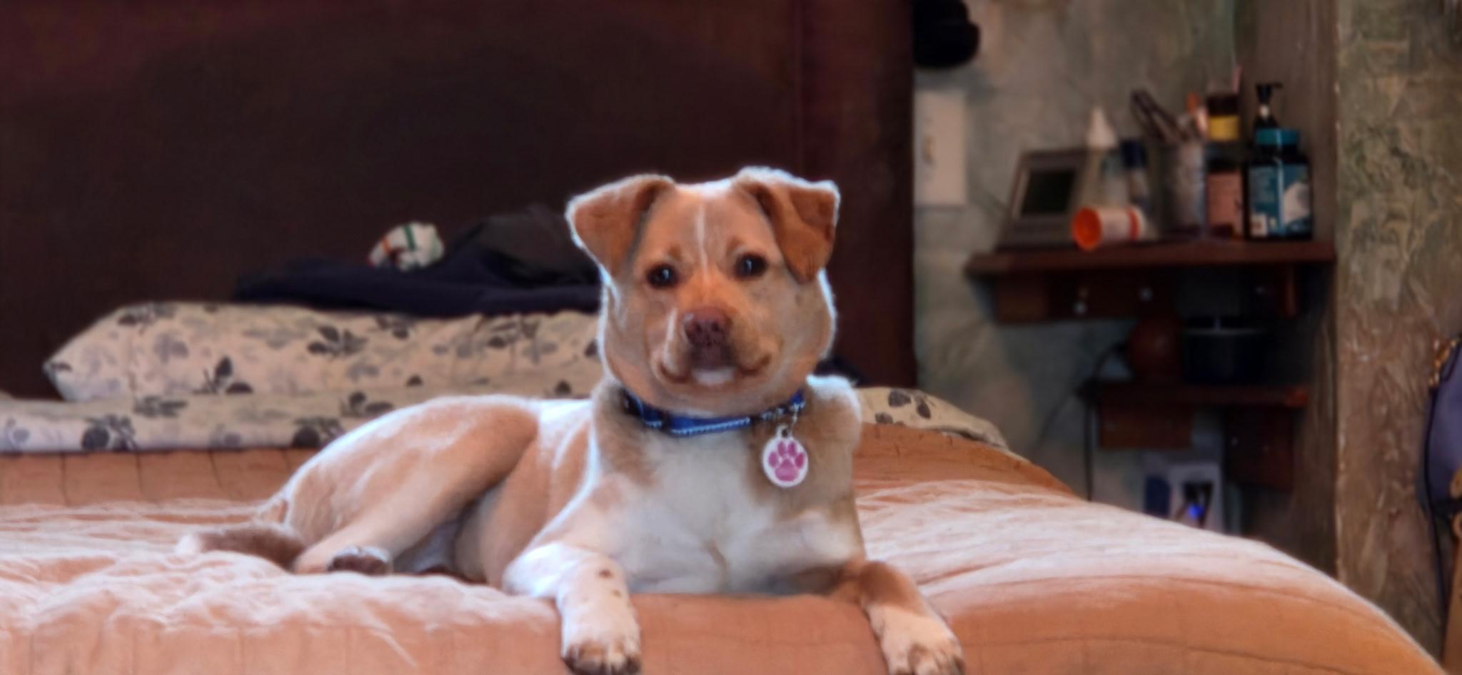 Kip, adopted, Young Male Labrador Retriever.