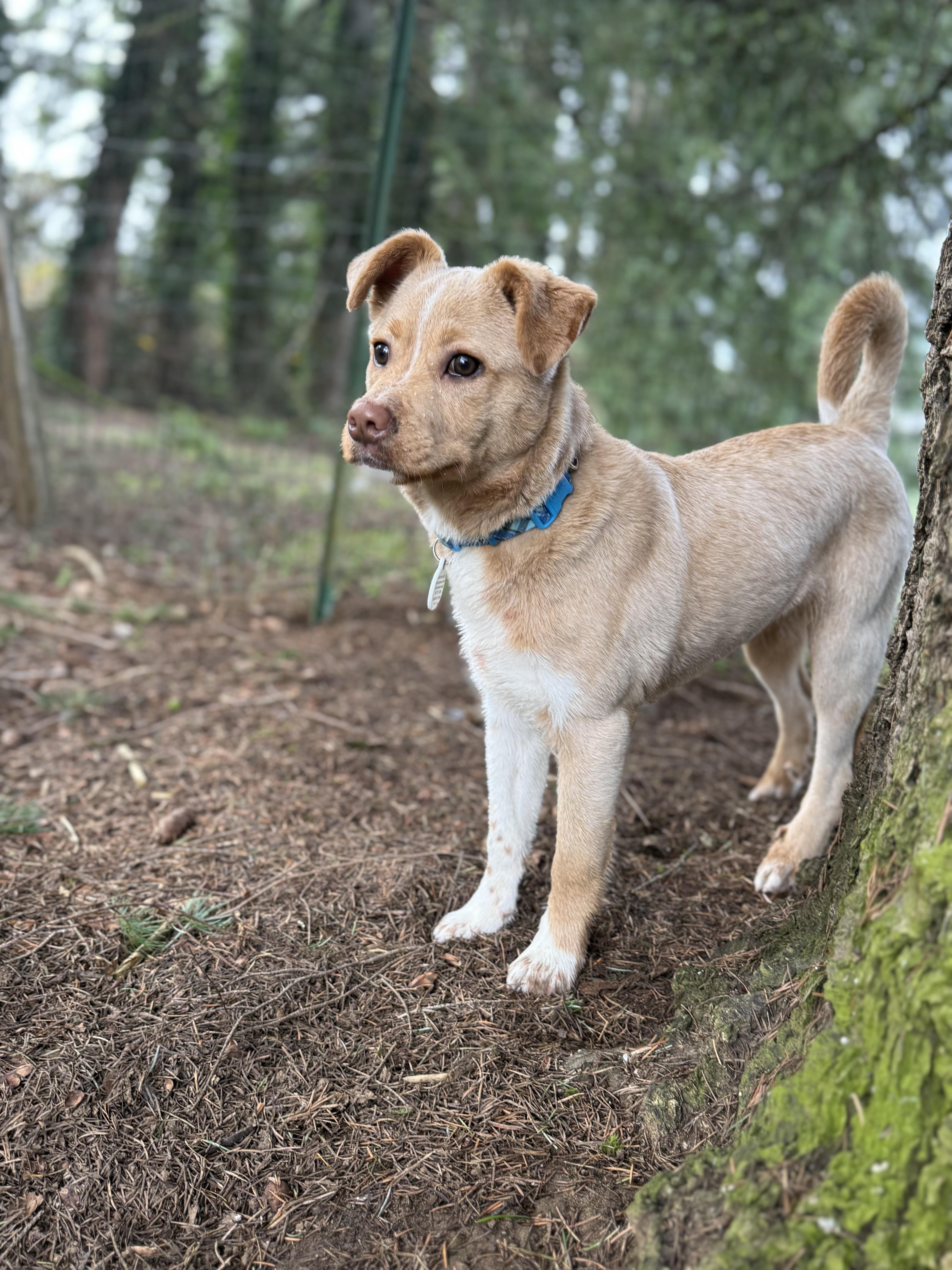 Kip, ADOPTABLE, Young Male Labrador Retriever.