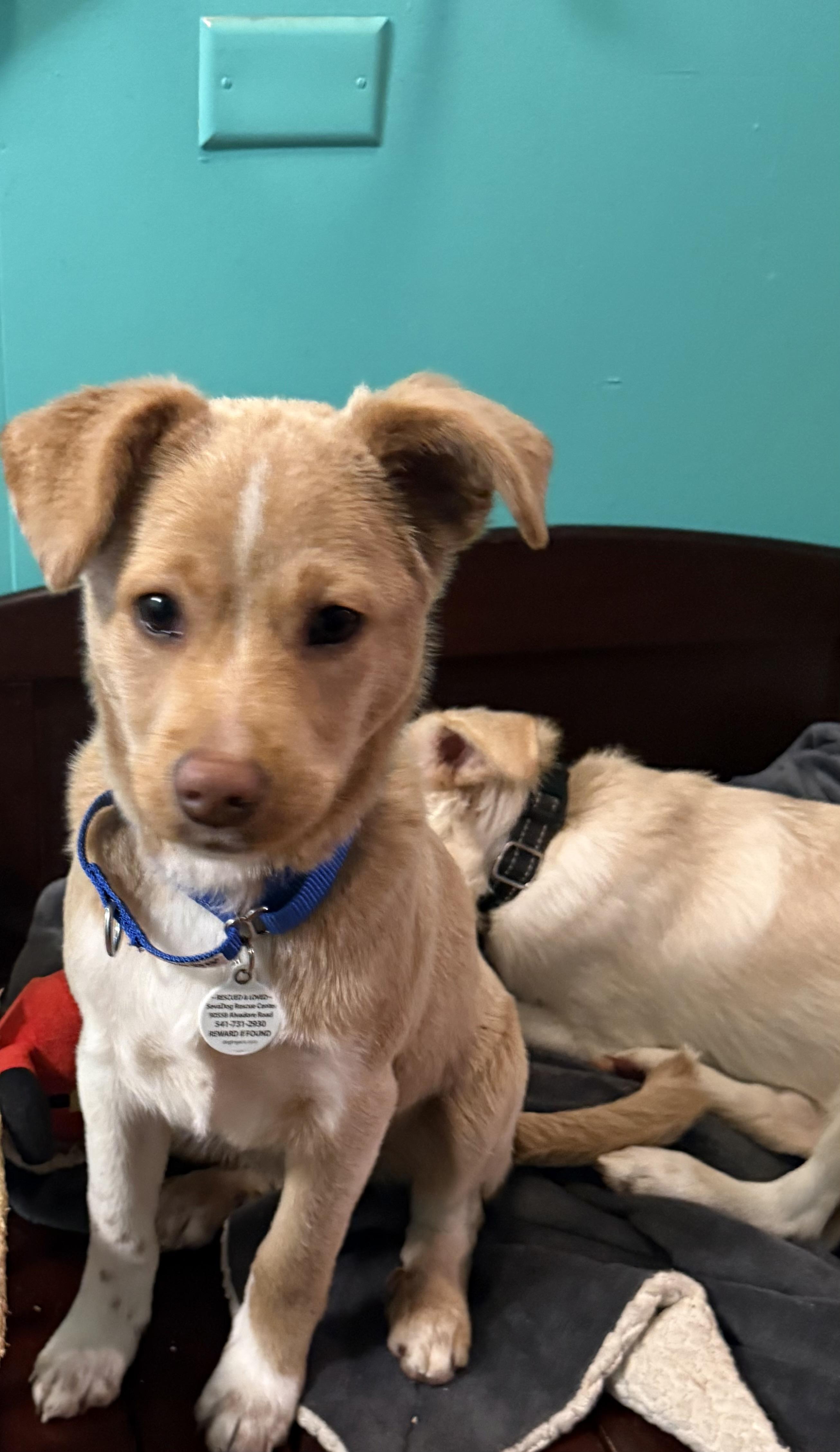 Kip, a ADOPTABLE mixed breed in Eugene, OR image 3/5