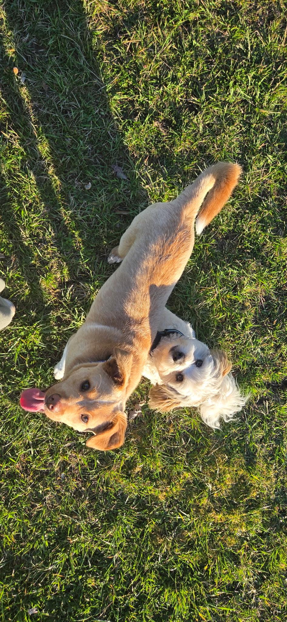 Enlarge Kip, an adopted mixed breed in Eugene, OR image 5/5