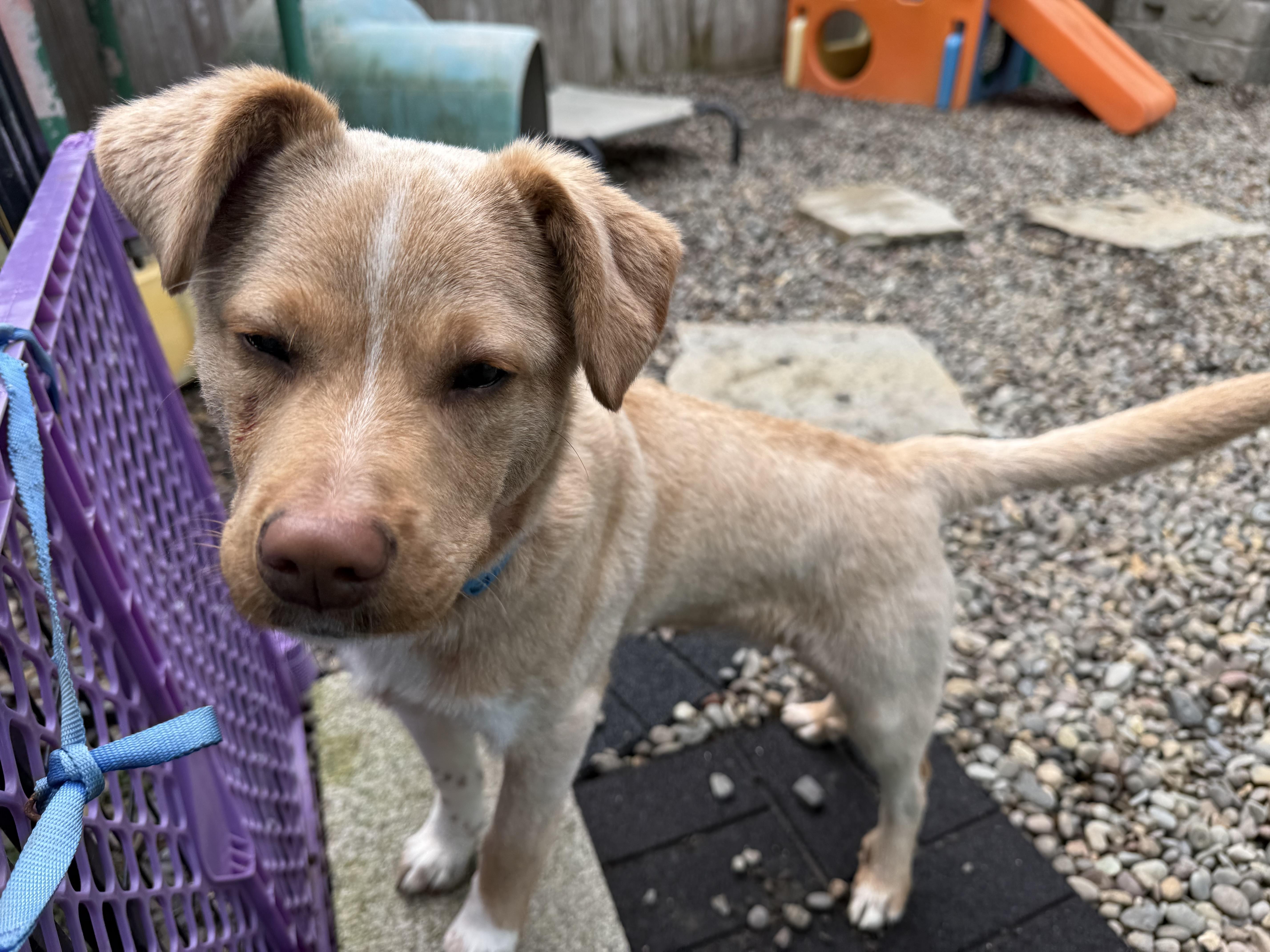 Kip, a ADOPTABLE mixed breed in Eugene, OR image 5/5