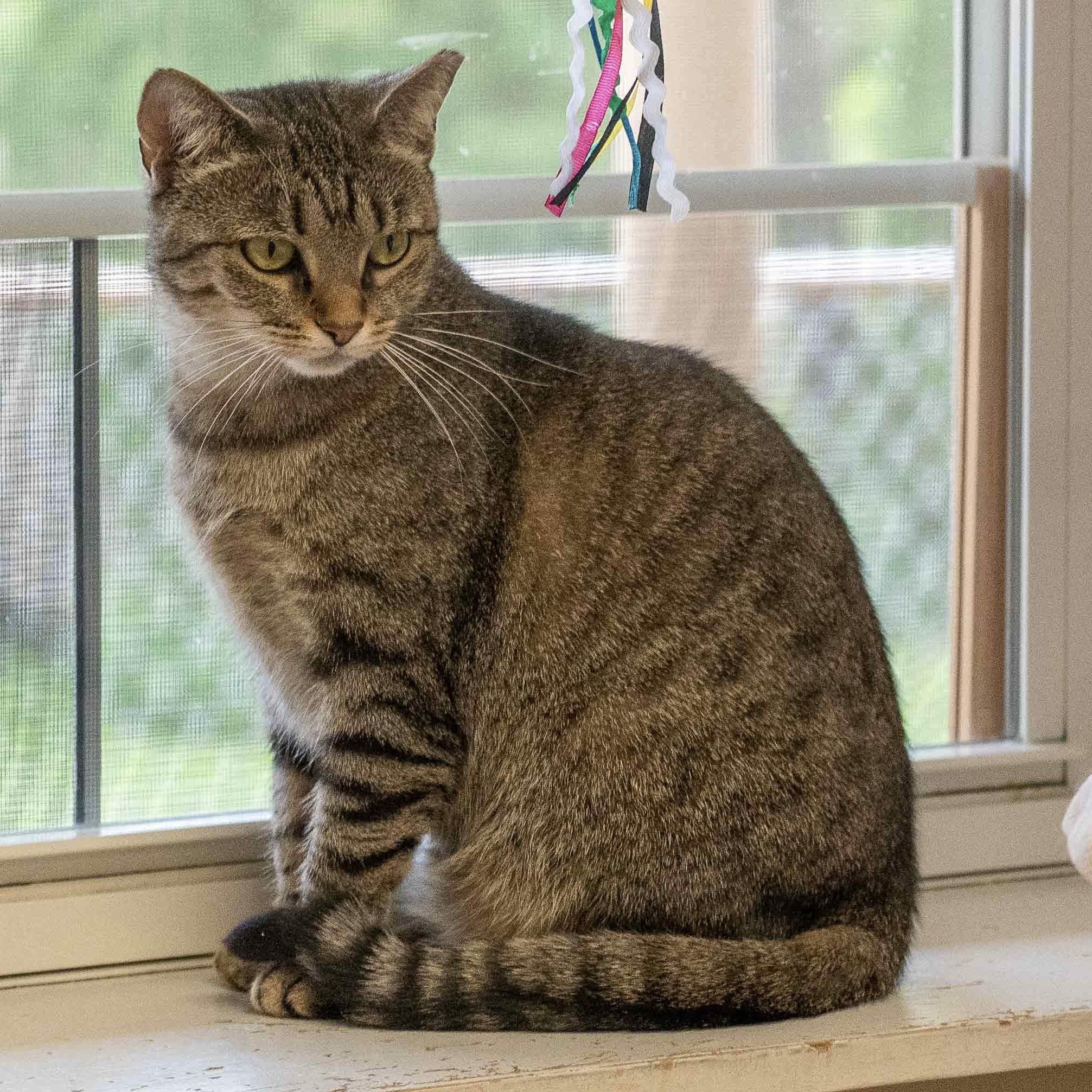 Flower, Adoptable, Young Female Domestic Short Hair.