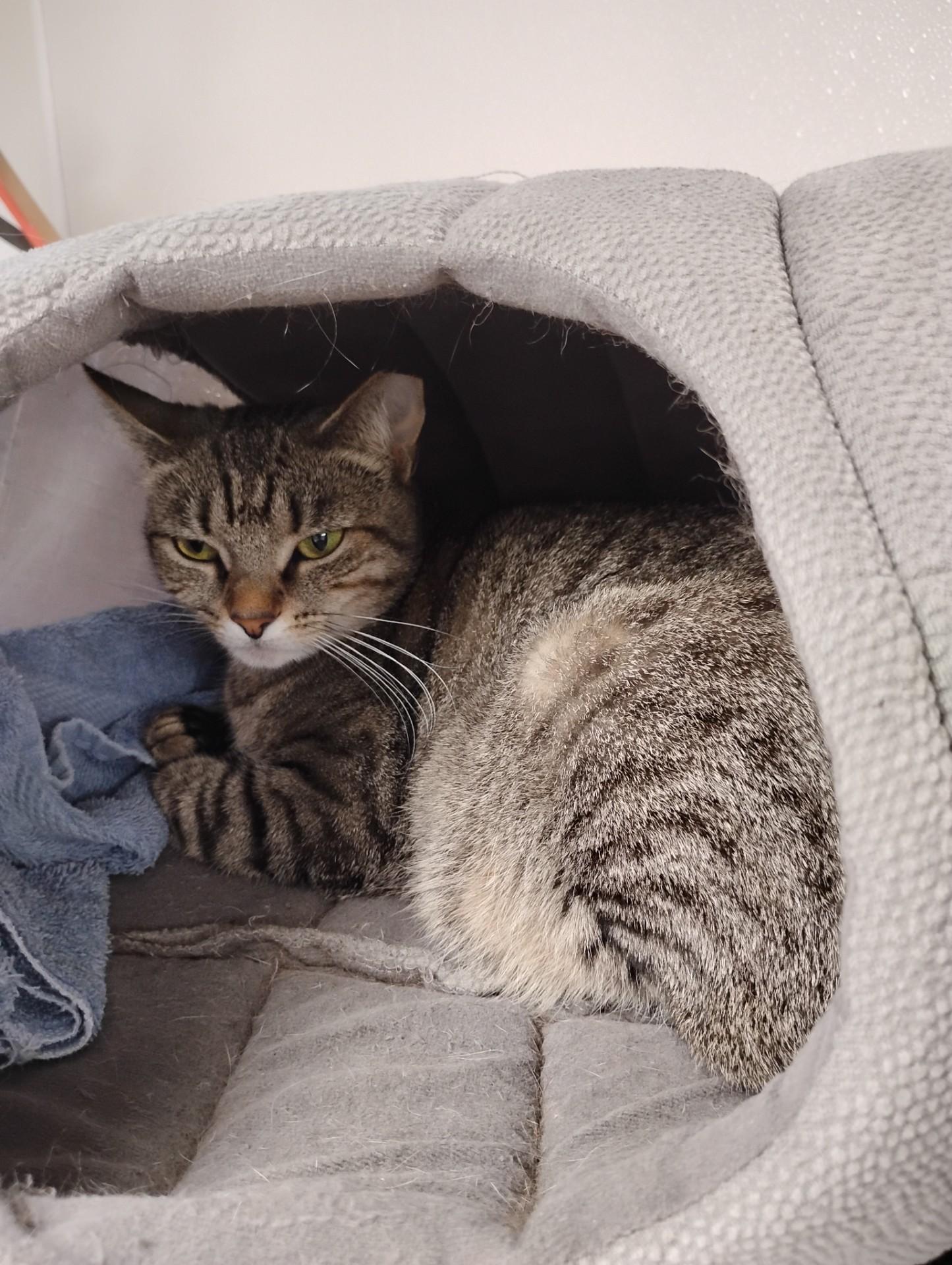 Flower, a Adoptable Domestic Short Hair in Dillsburg, PA image 6/6