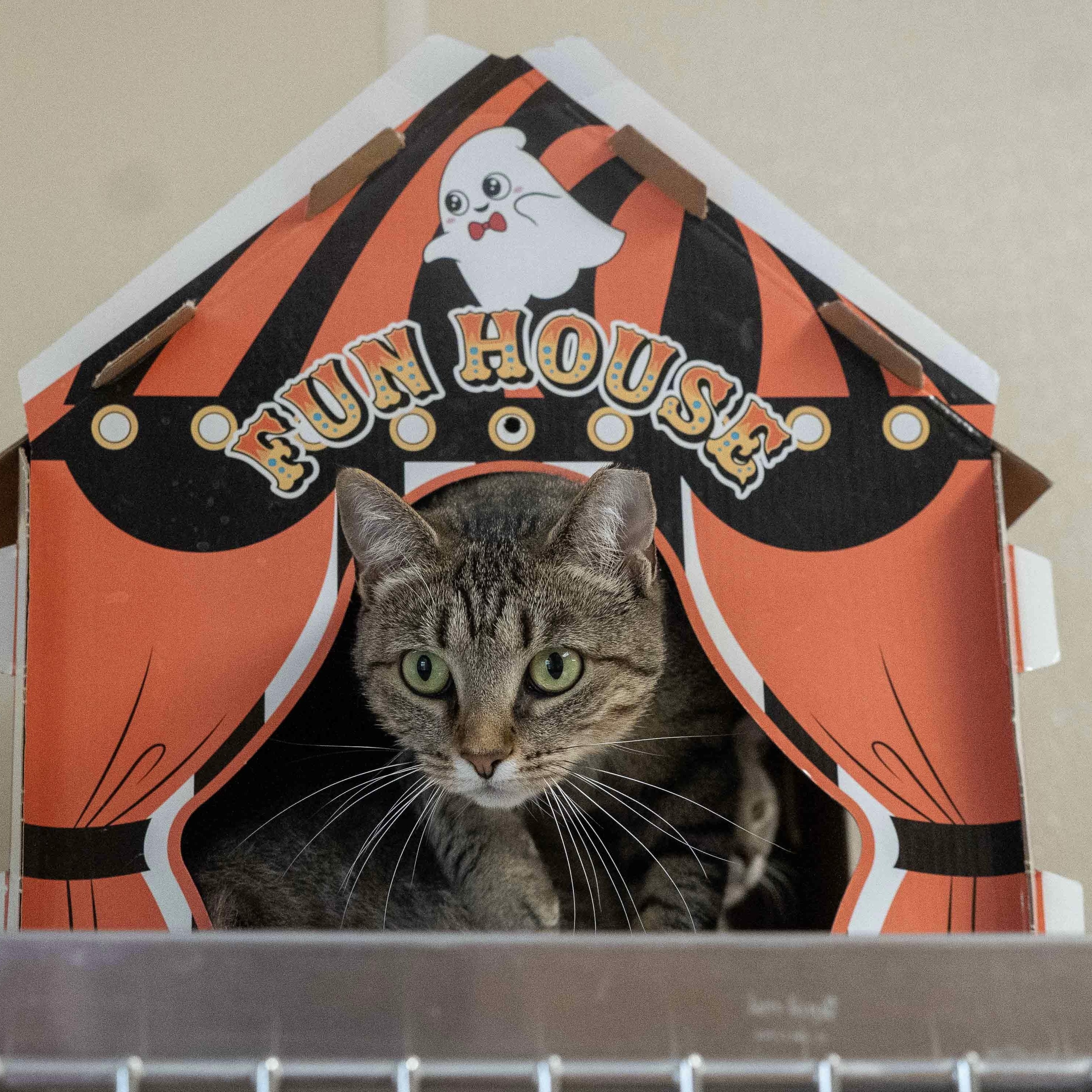 Flower, a Adoptable Domestic Short Hair in Dillsburg, PA image 4/6