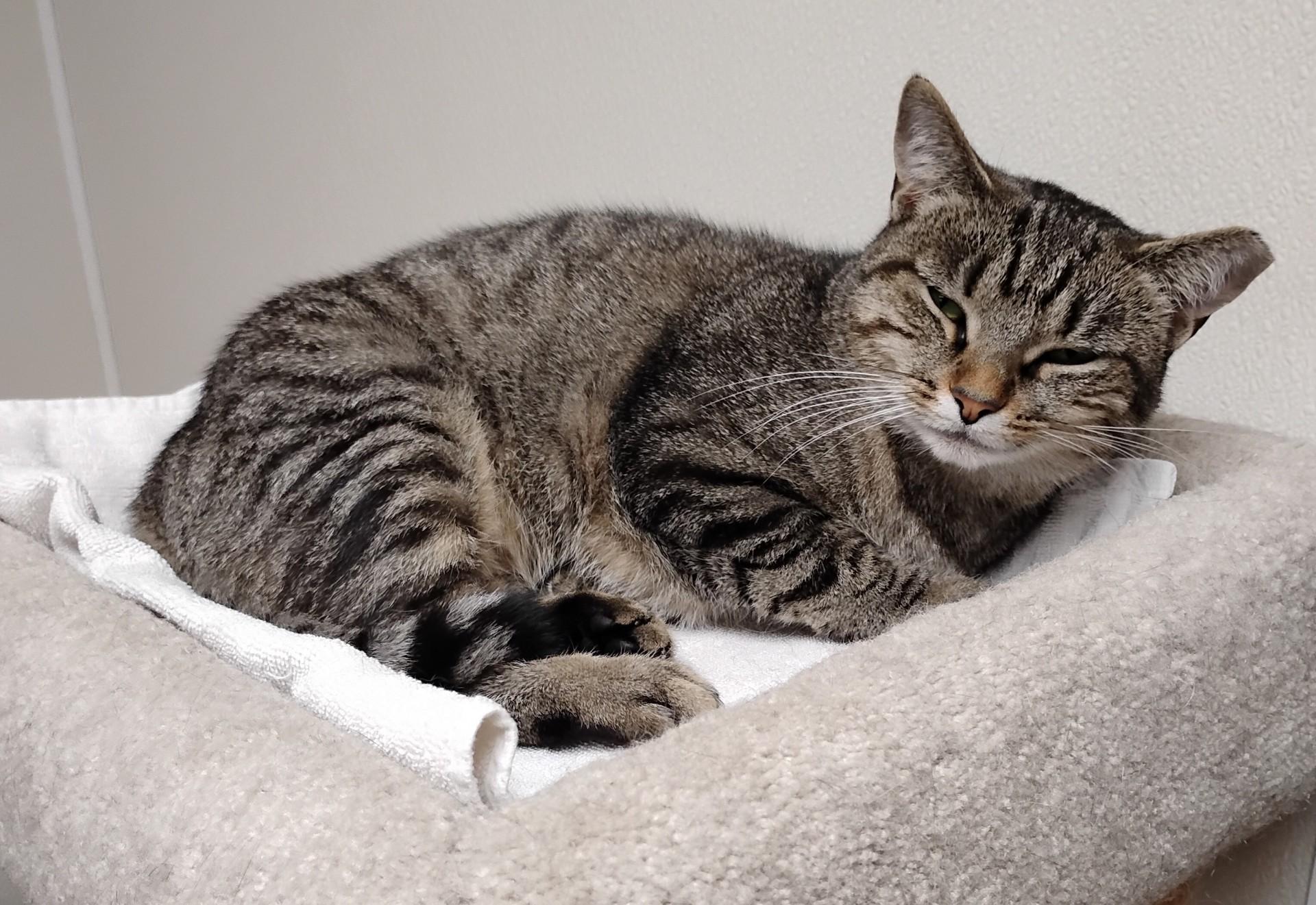 Flower, a Adoptable Domestic Short Hair in Dillsburg, PA image 2/6